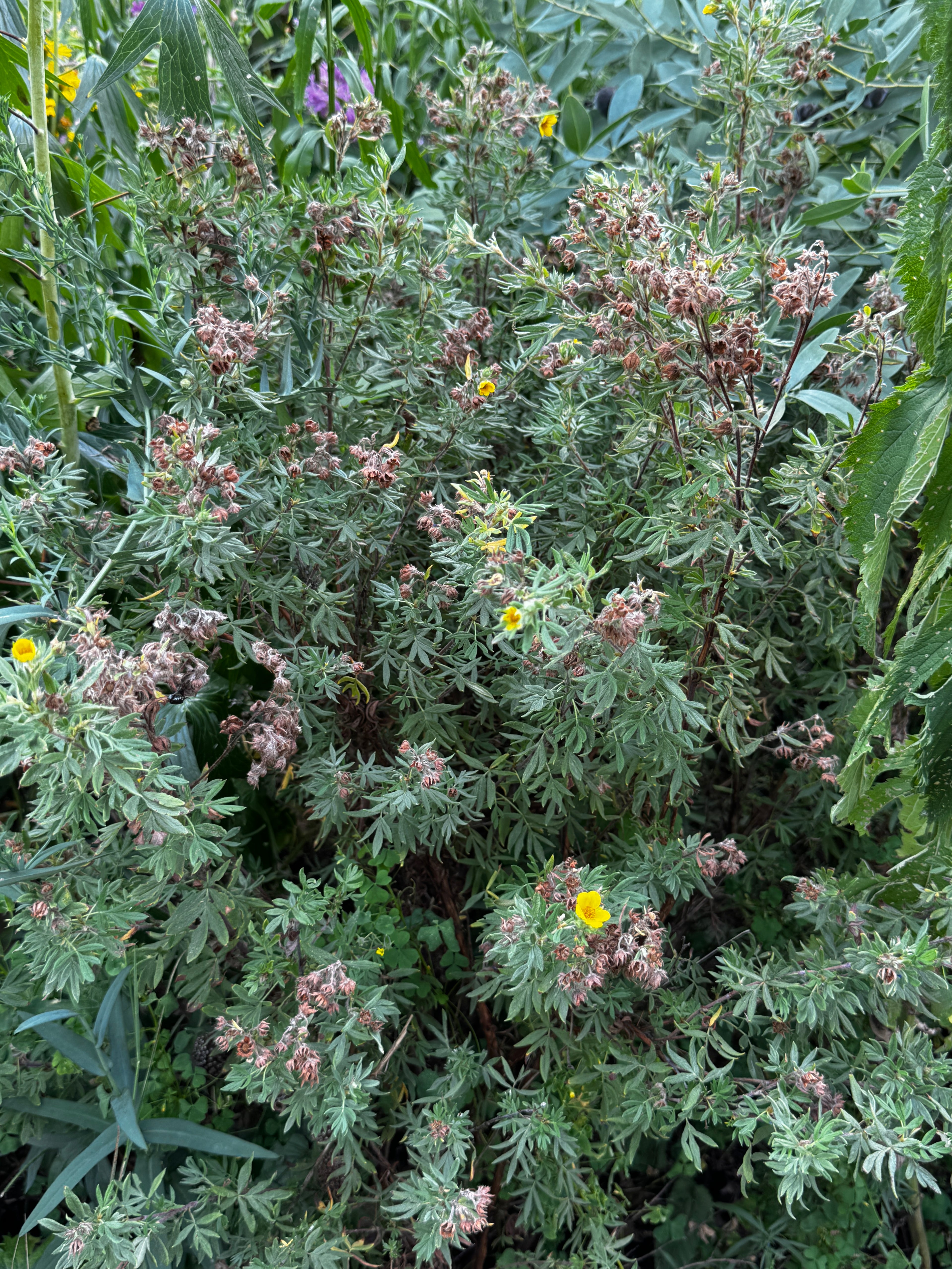 Shrubby Cinquefoil (Dasiphora fruiticosa)