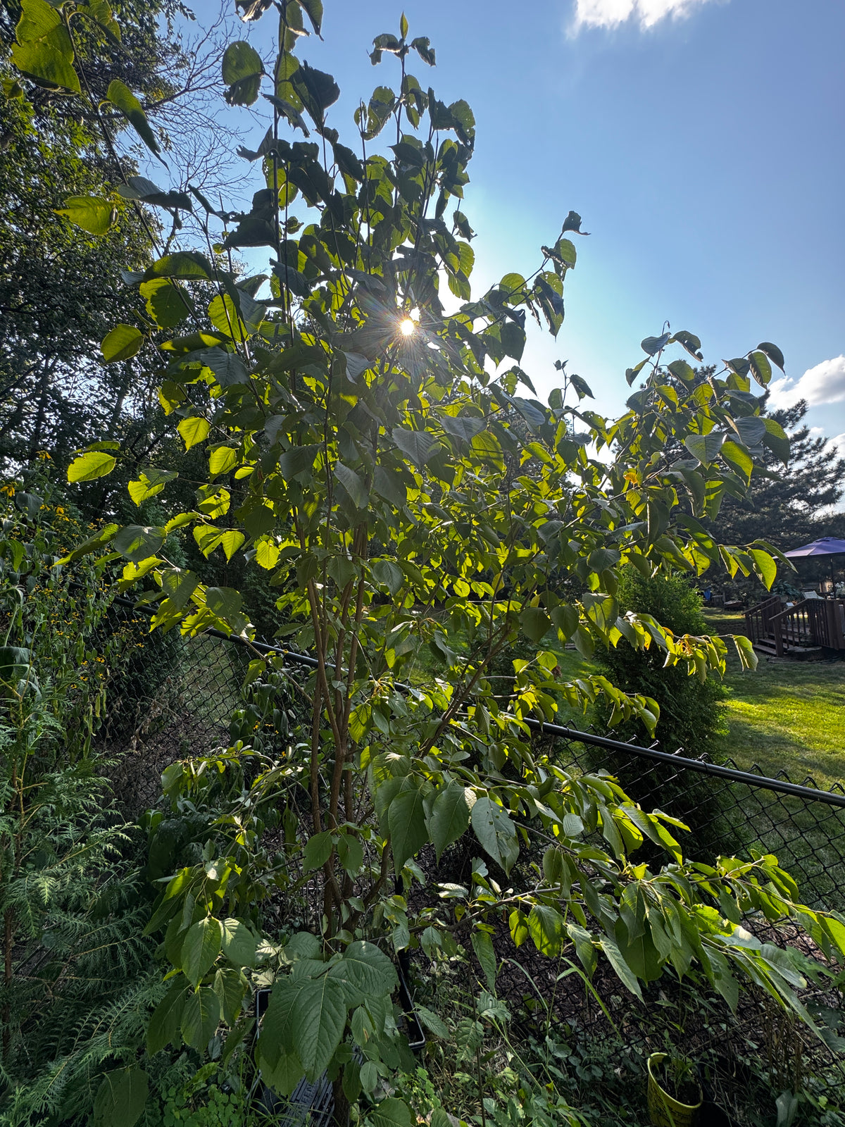 Nannyberry (Viburnum Lentago)