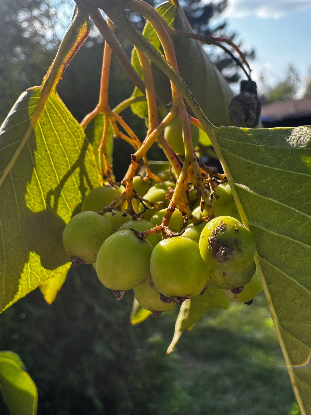 Nannyberry (Viburnum Lentago)