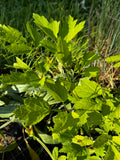Black Cohosh (Actaea Racemosa)