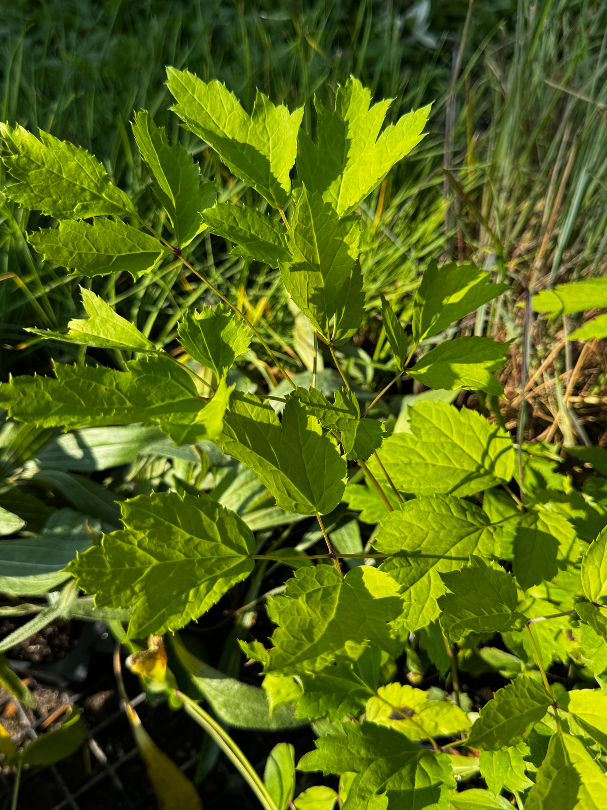 Black Cohosh (Actaea Racemosa)