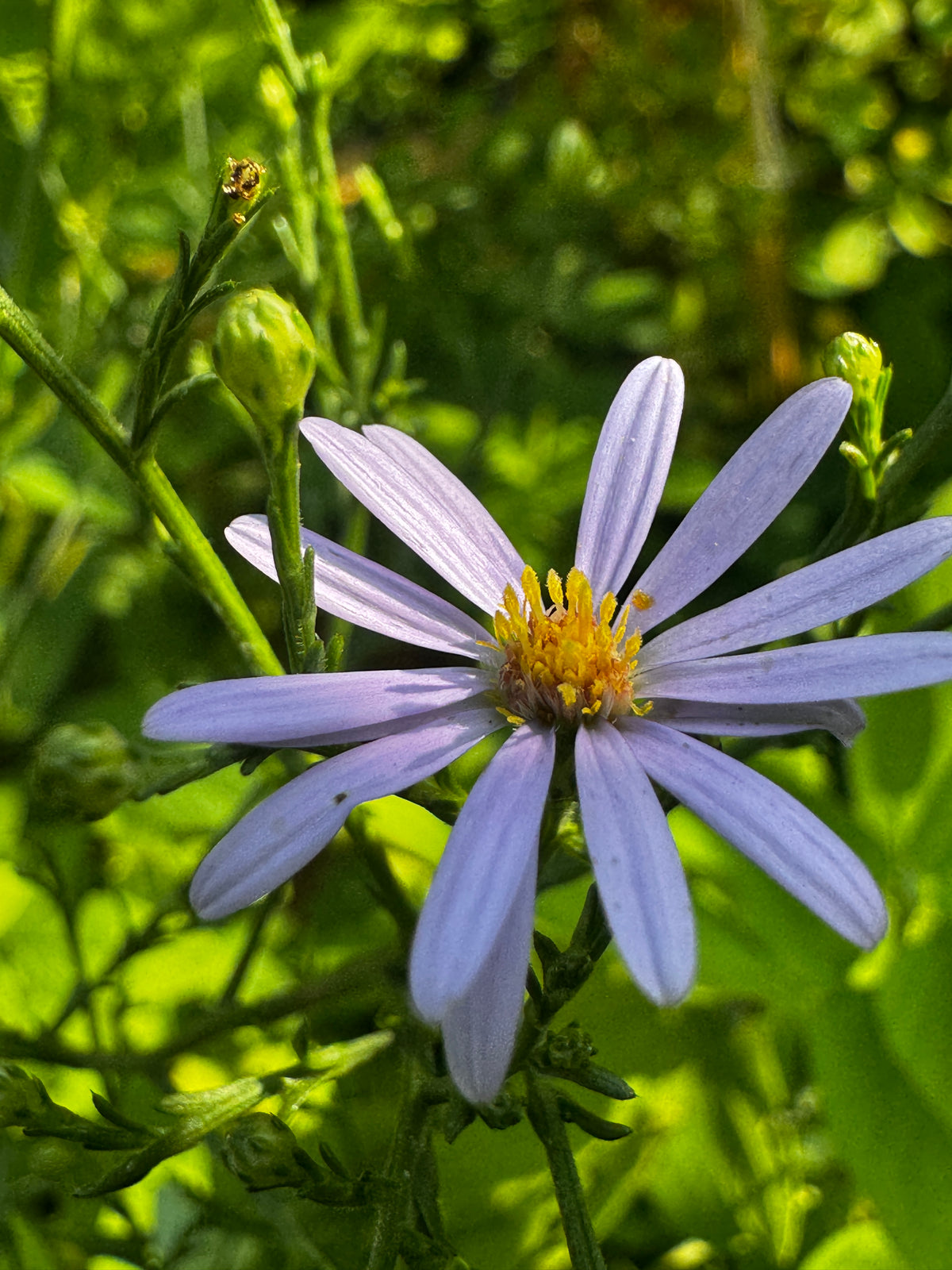 Sky-blue Aster (Symphyotrichum Oolentangiense)