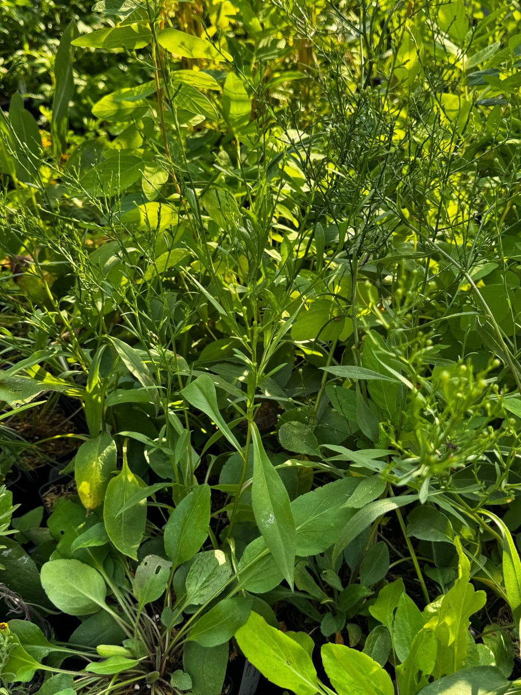Sky-blue Aster (Symphyotrichum Oolentangiense)