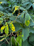 Red Elderberry (Sambucus Racemosa)