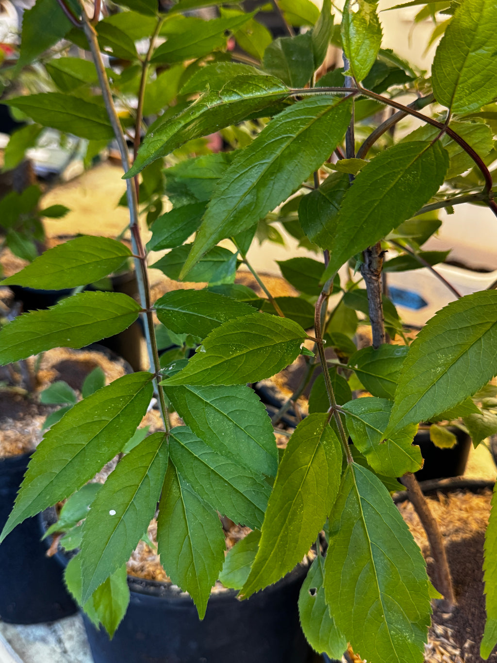 Black Elderberry (Sambucus Canadensis)