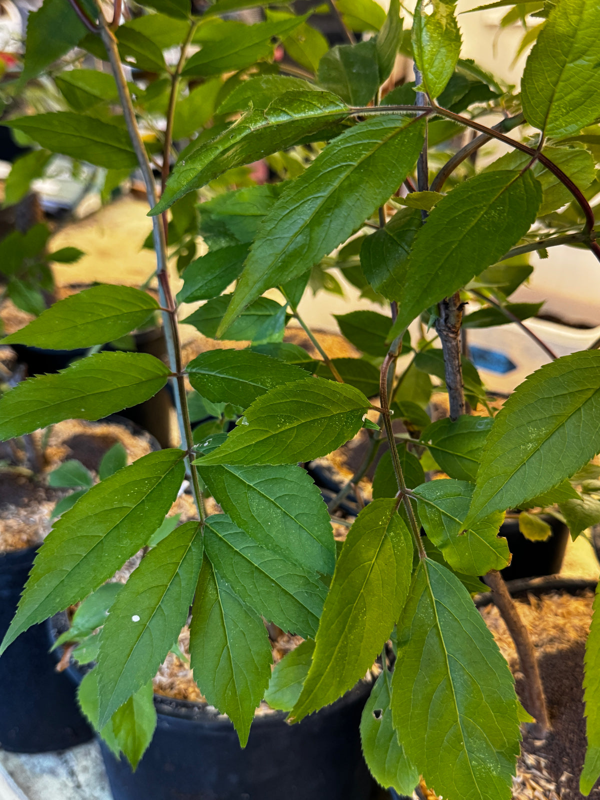 Black Elderberry (Sambucus Canadensis)