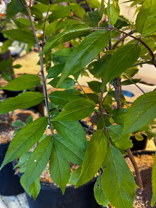Black Elderberry (Sambucus Canadensis)