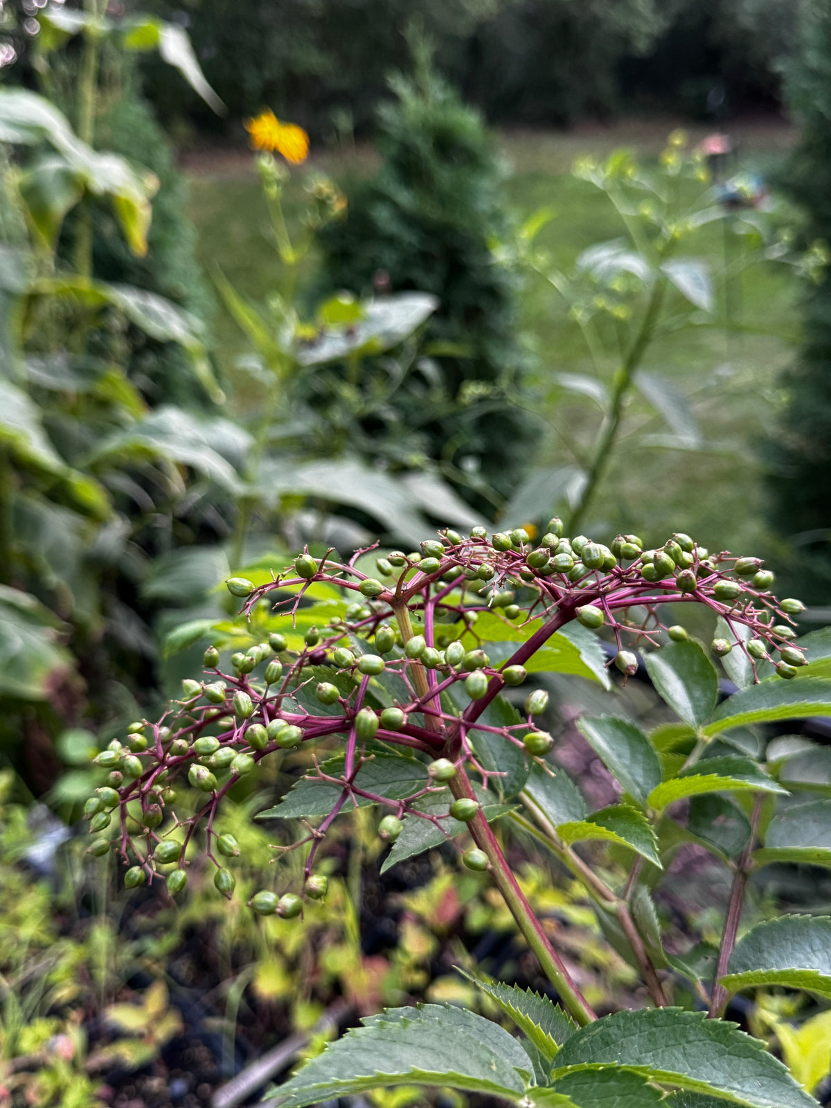 Black Elderberry (Sambucus Canadensis)