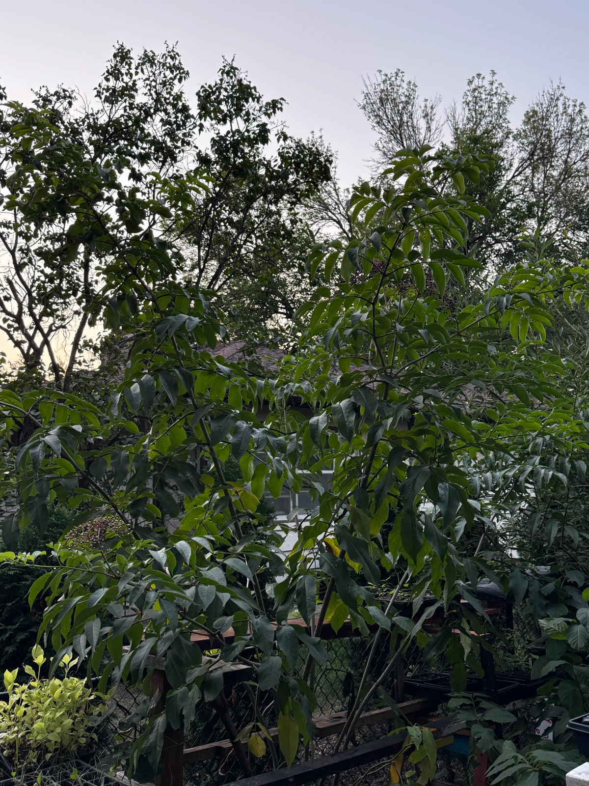 Black Elderberry (Sambucus Canadensis)