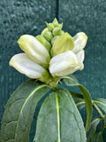 White Turtlehead (Chelone glabra)