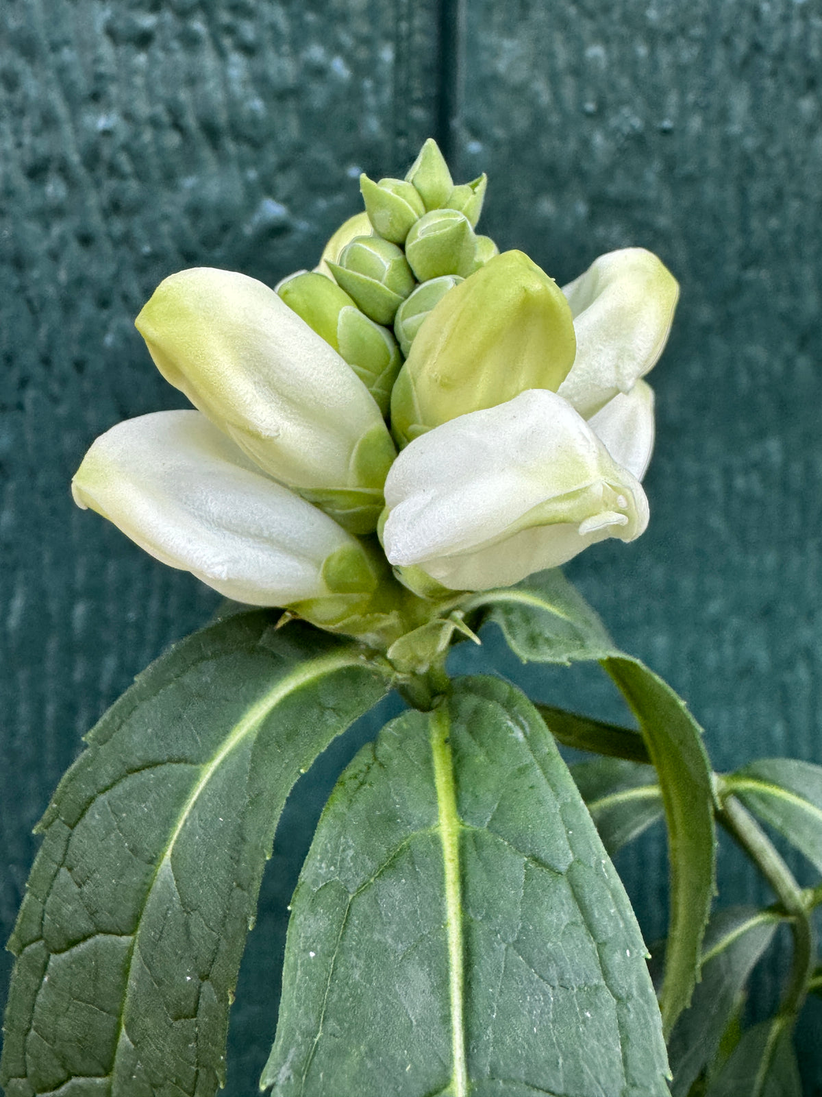 White Turtlehead (Chelone glabra)