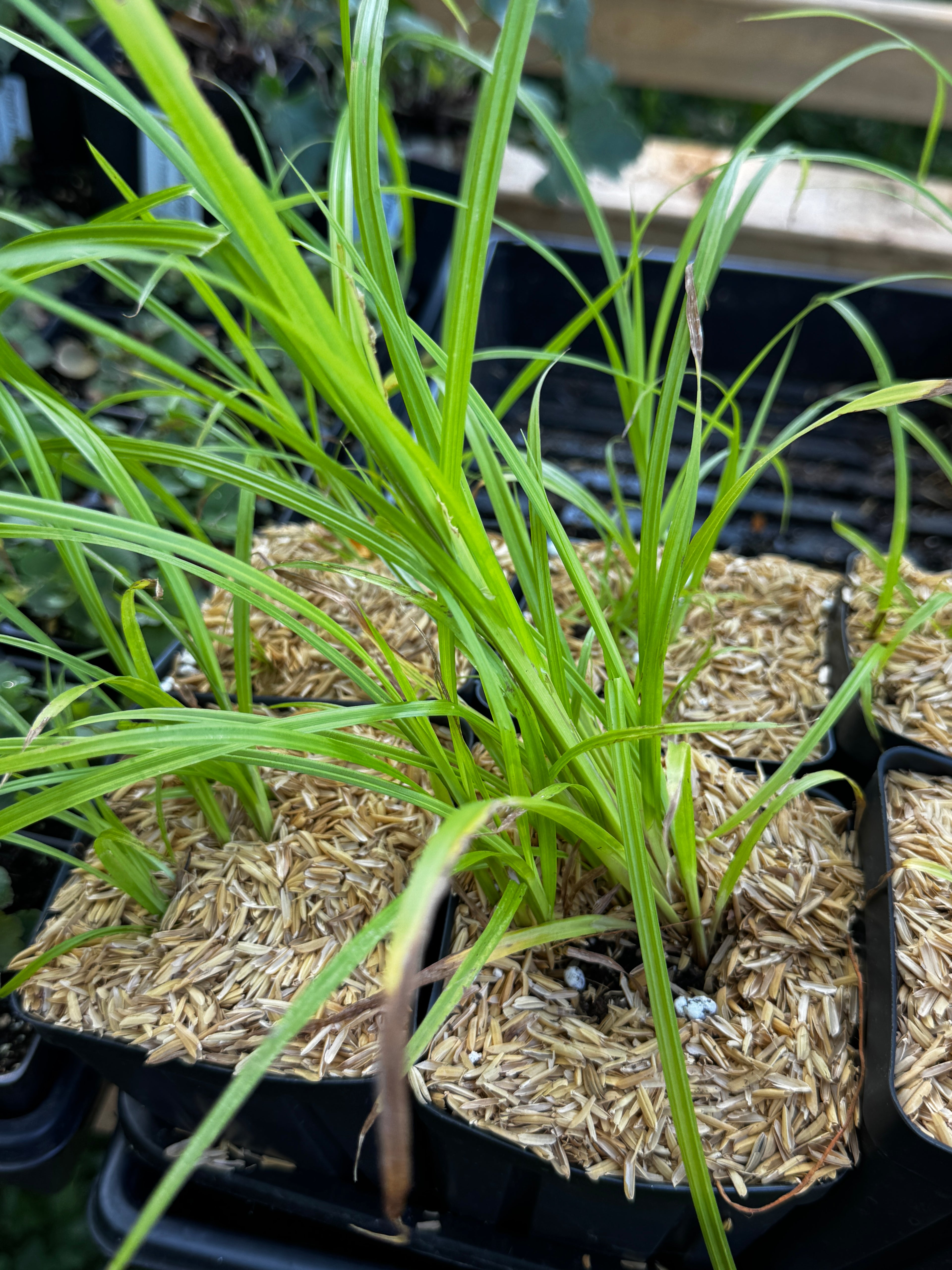 Deflexed Bottle-brush Sedge (Carex Retrorsa)