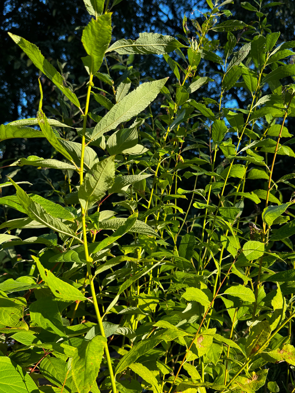 Bebb's Willow (Salix Bebbiana)