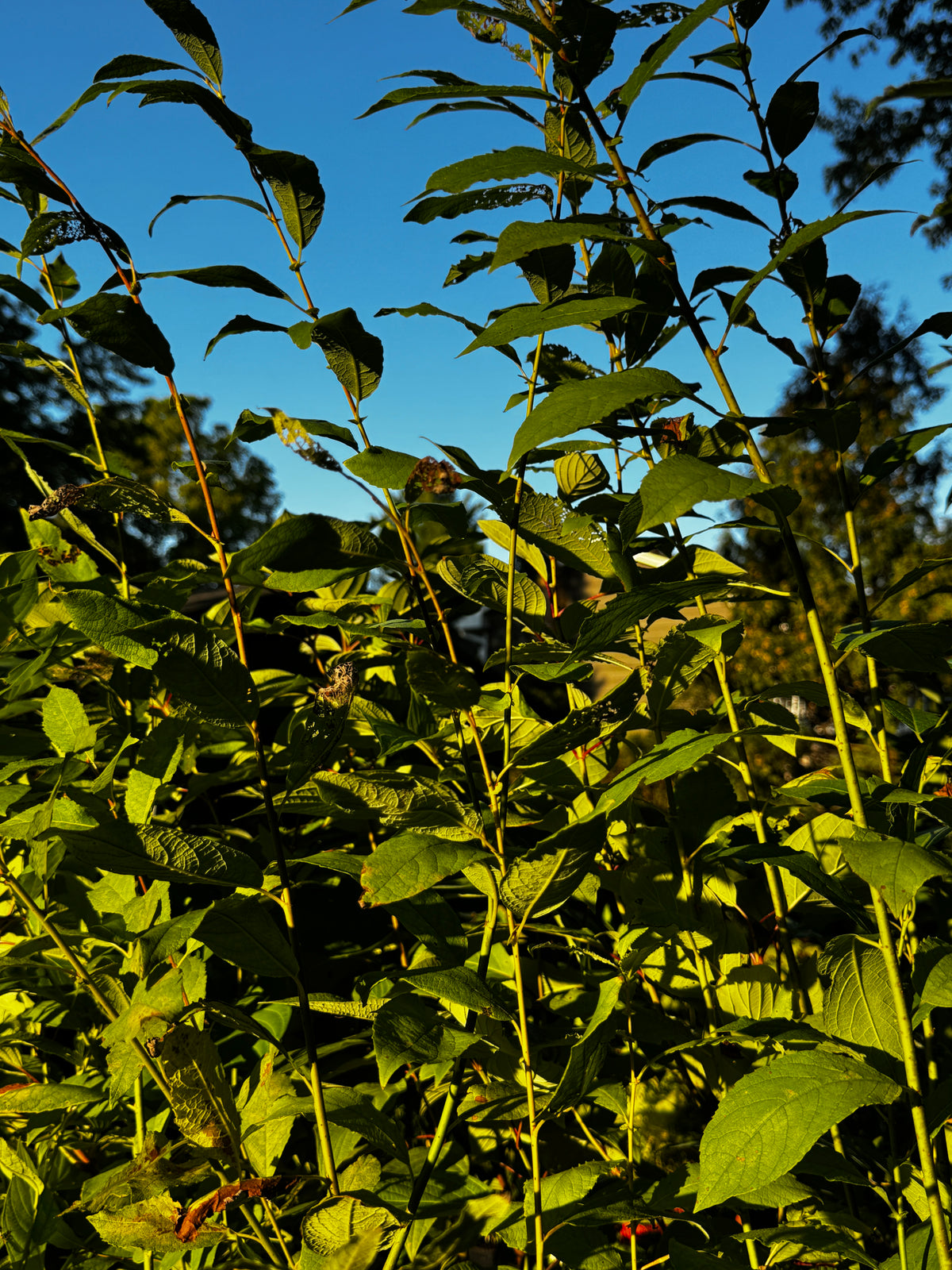 Bebb's Willow (Salix Bebbiana)