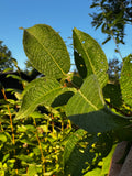 Bebb's Willow (Salix Bebbiana)