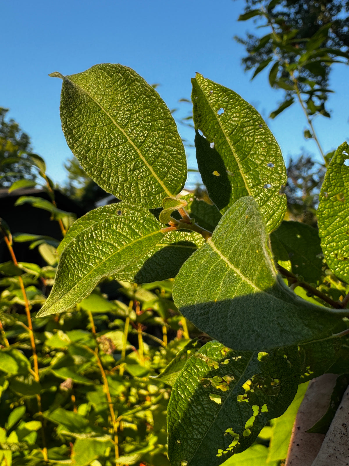 Bebb's Willow (Salix Bebbiana)