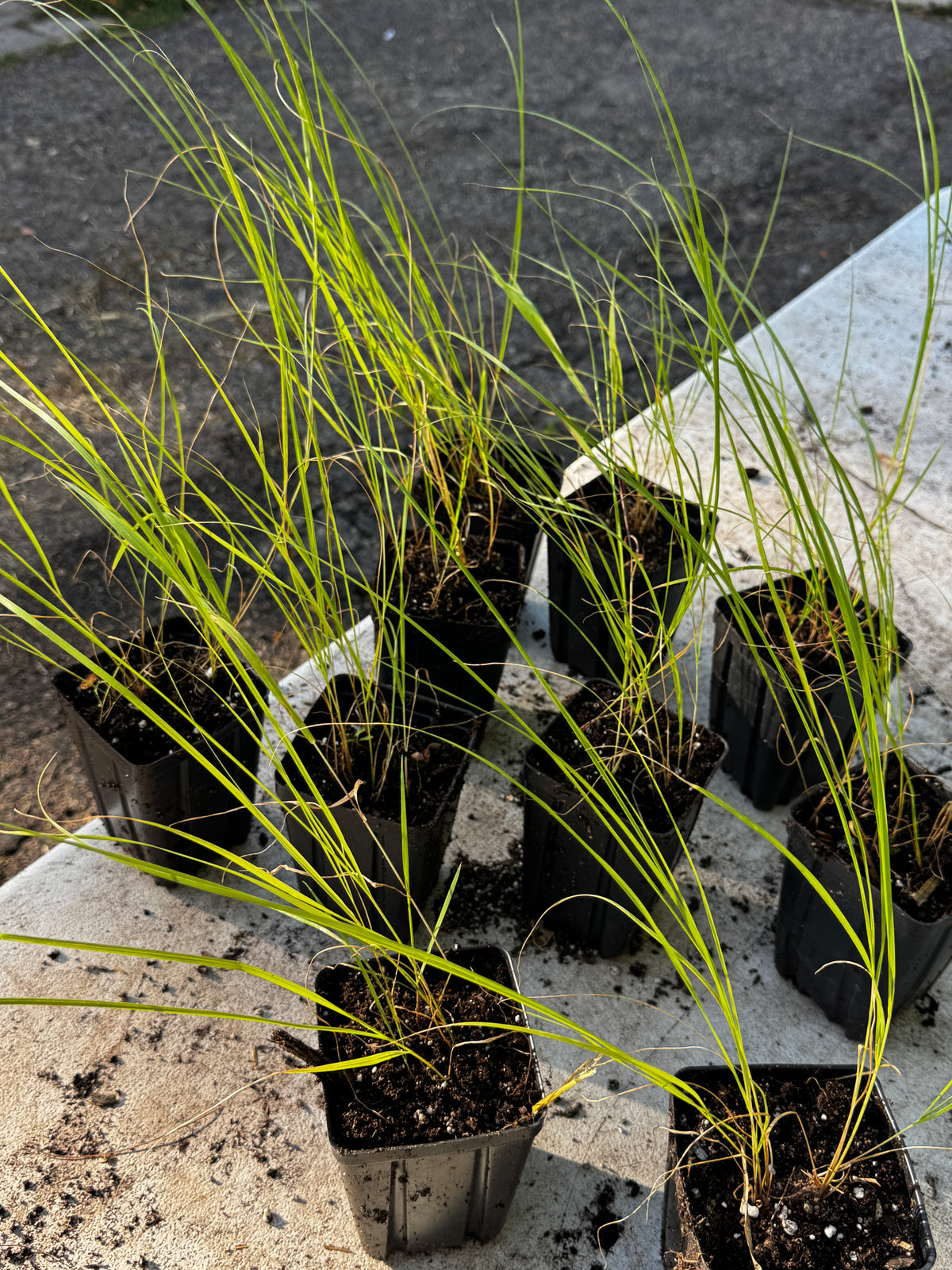 Prairie Cordgrass (Spartina pectinata)