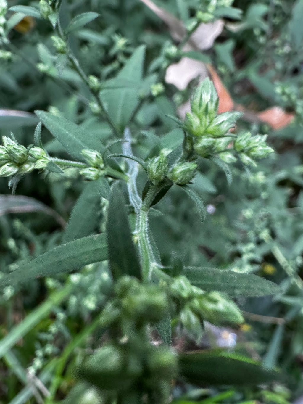 Drummond's Aster (Symphyotrichum drummondii)