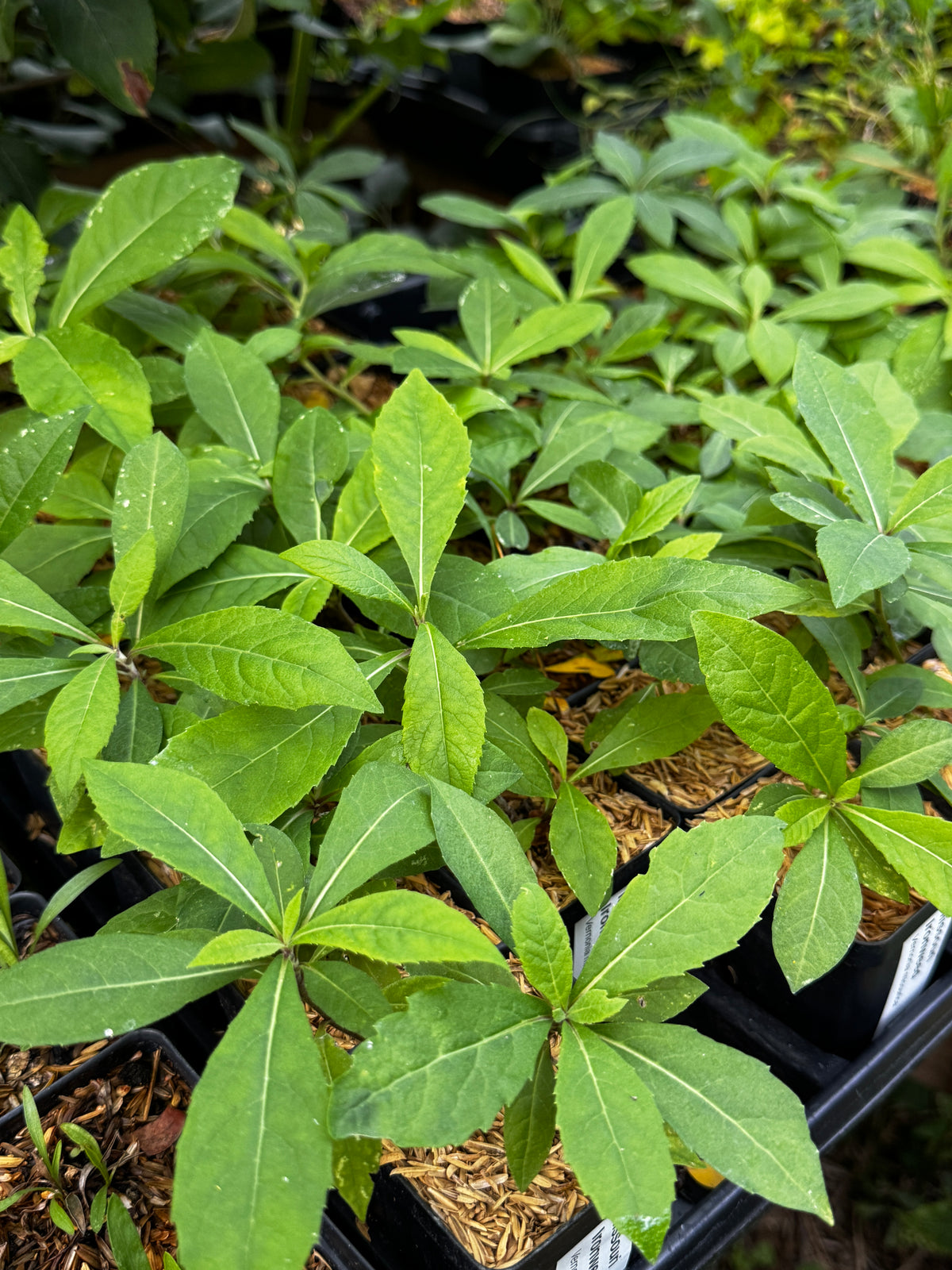Missouri Ironweed (Vernonia missurica)