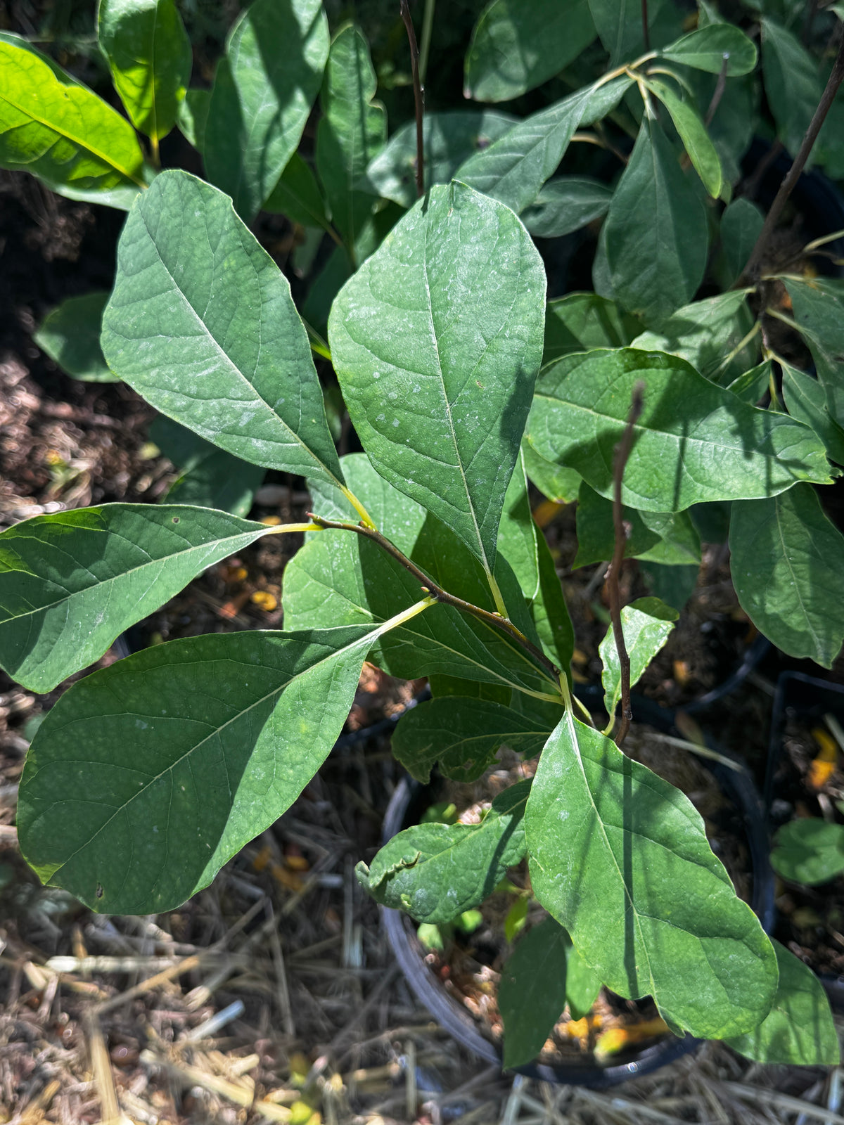 Spicebush (Lindera Benzoin)