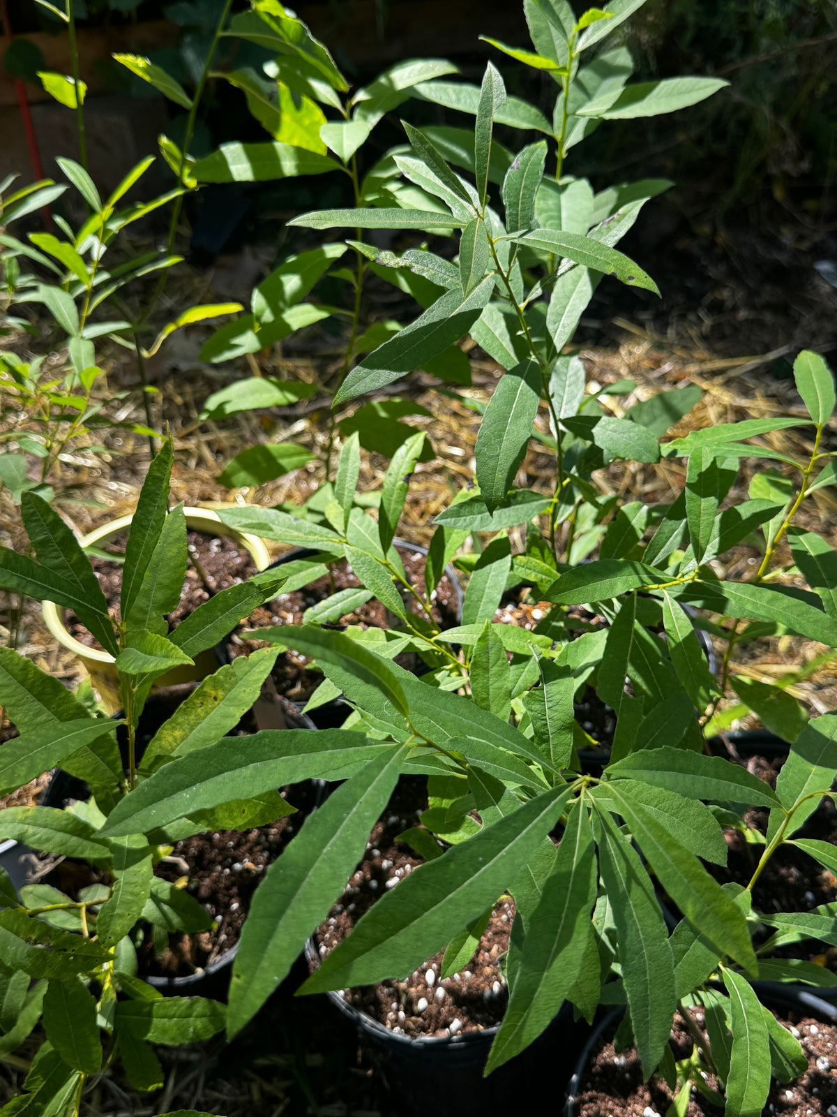 Prairie Willow (Salix Humilis)