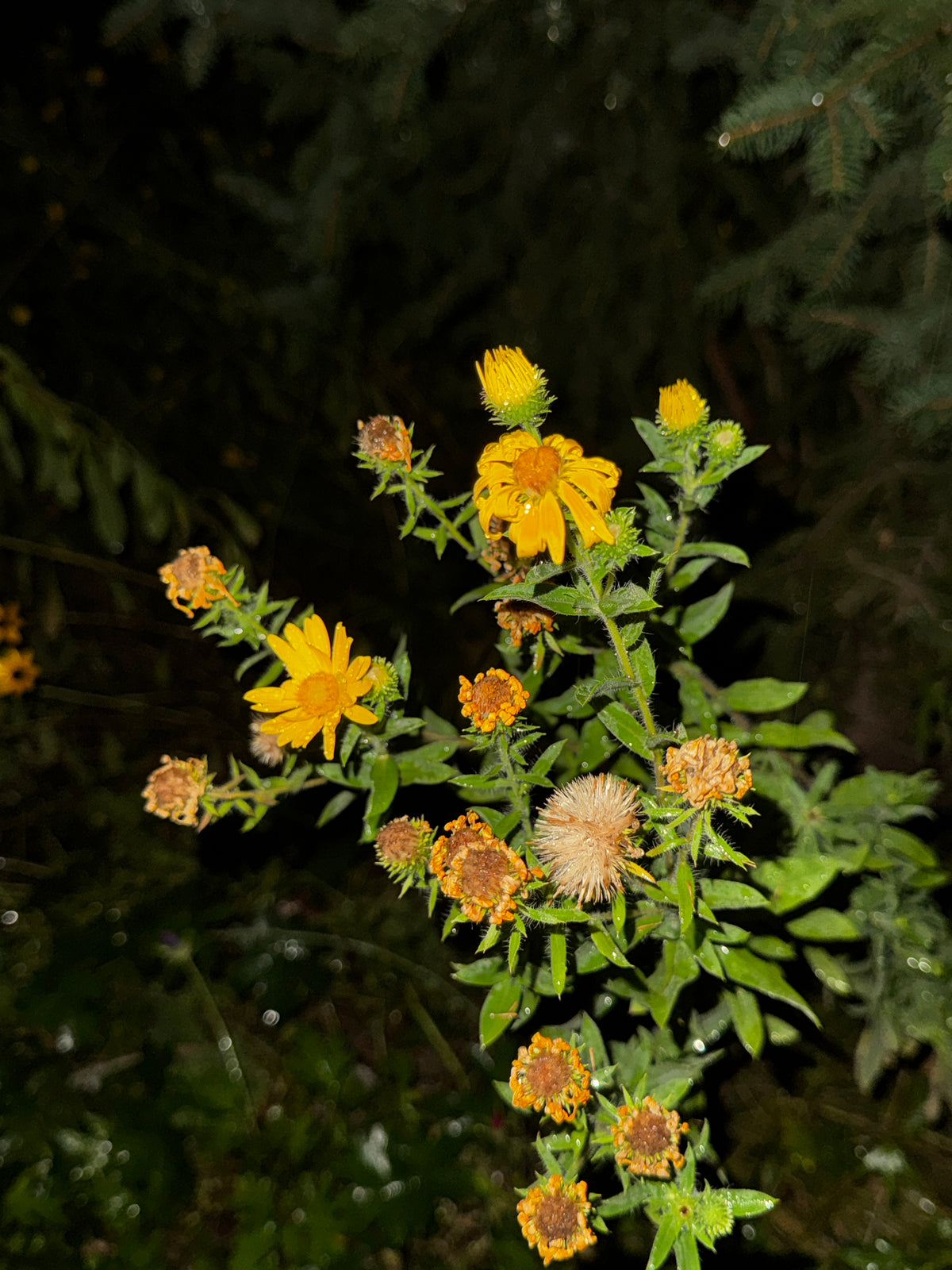 Tall Hairy False Golden Aster (Heterotheca Camporum)