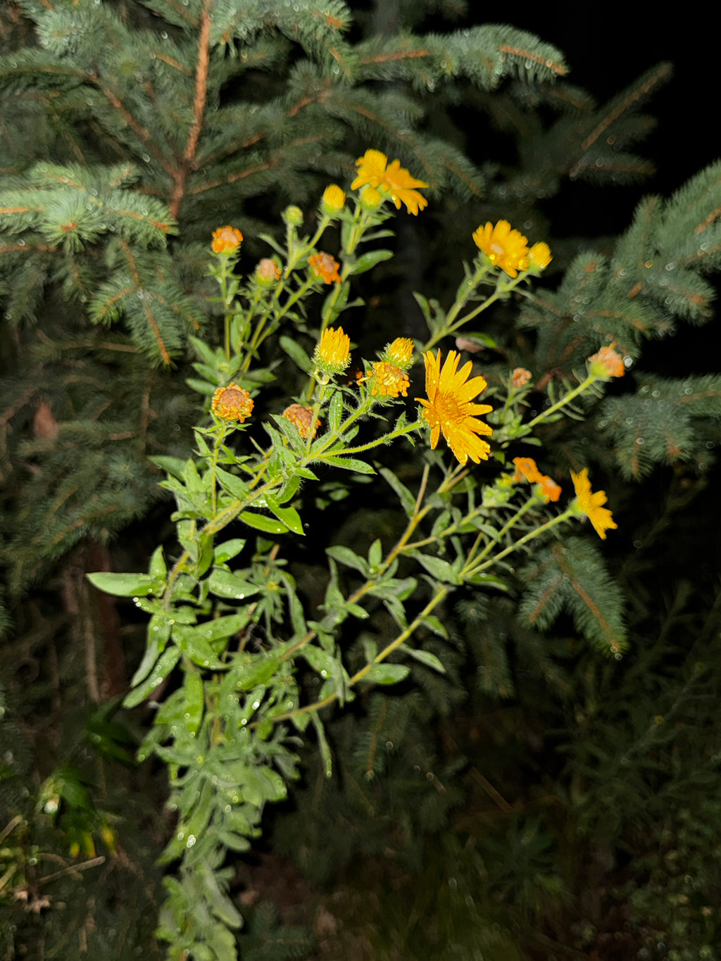 Tall Hairy False Golden Aster (Heterotheca Camporum)