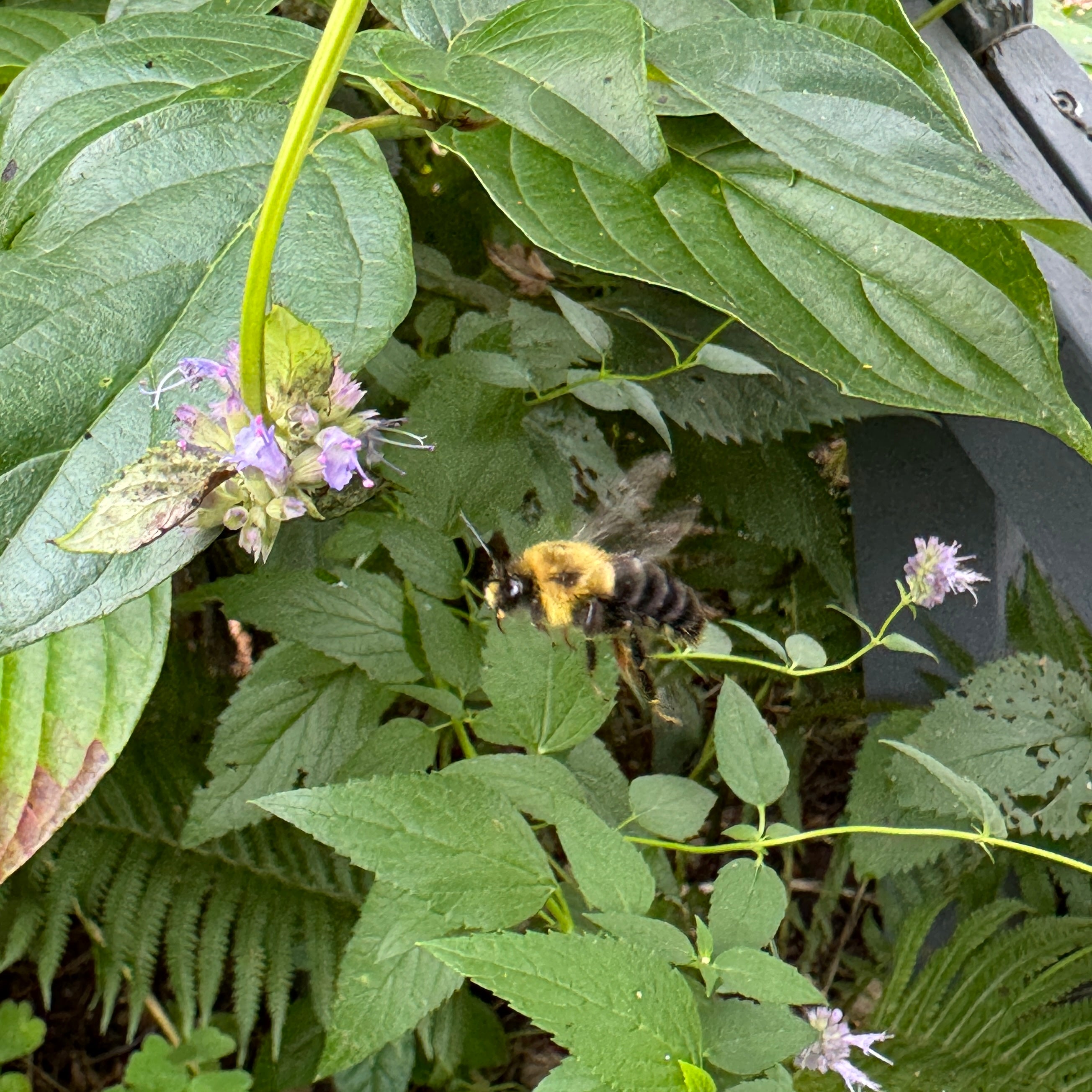 Anise Hyssop (Agastache foeniculum)