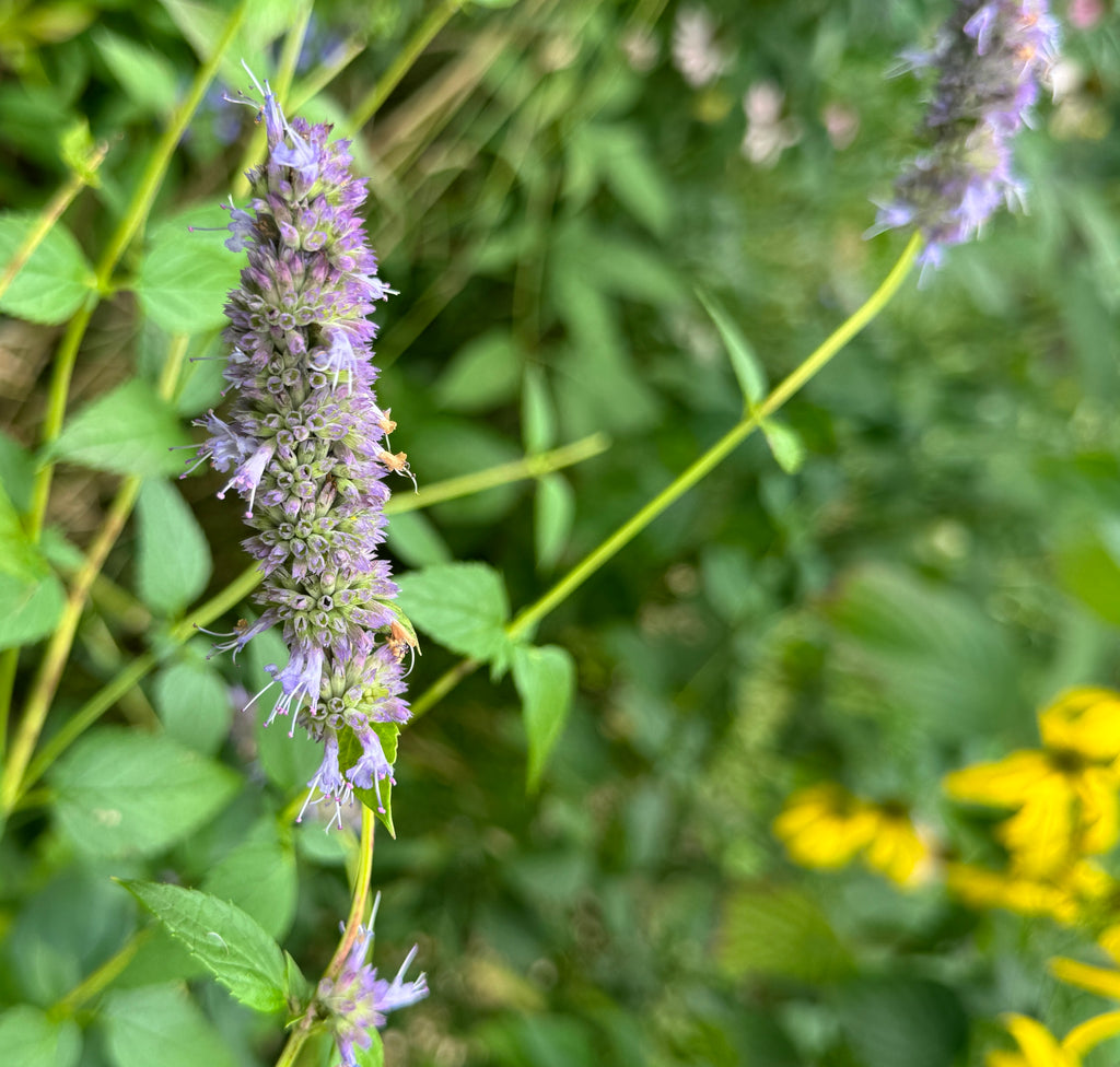 Anise Hyssop (Agastache foeniculum)