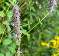 Anise Hyssop (Agastache foeniculum)