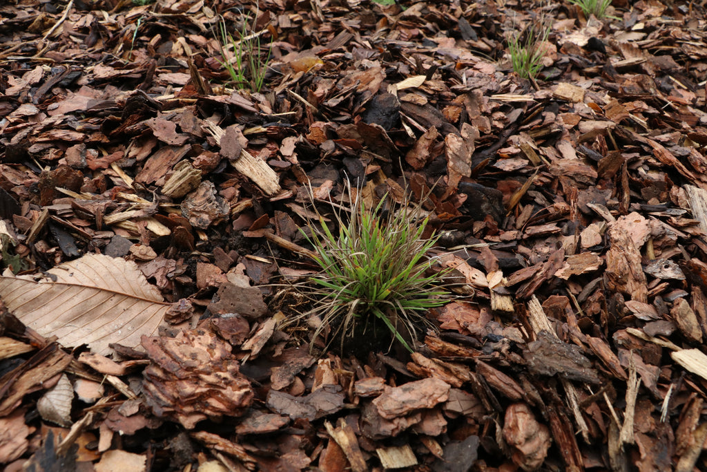 June Grass (Koeleria Macrantha)