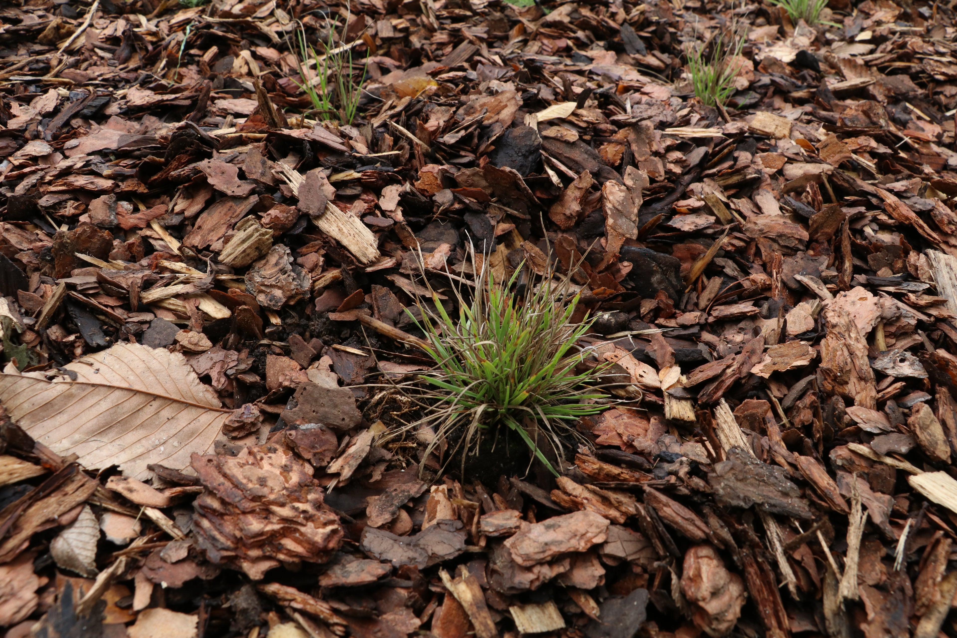 June Grass (Koeleria Macrantha)