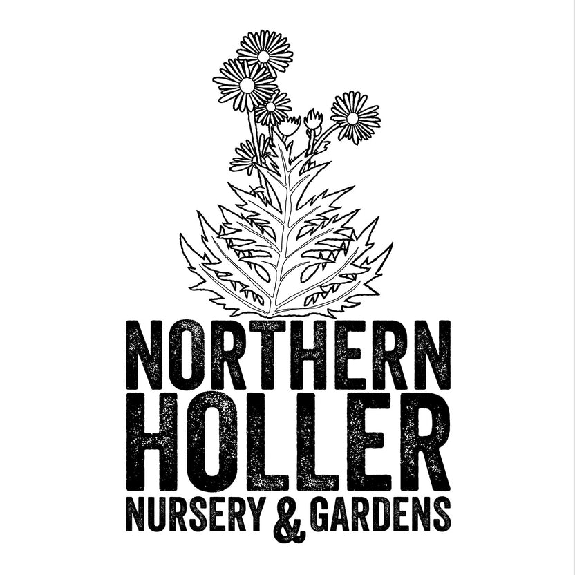 Cutleaf Toothwort (Cardamine concatenata) – Northern Holler, LLC