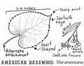 American Basswood (Tilia americana)