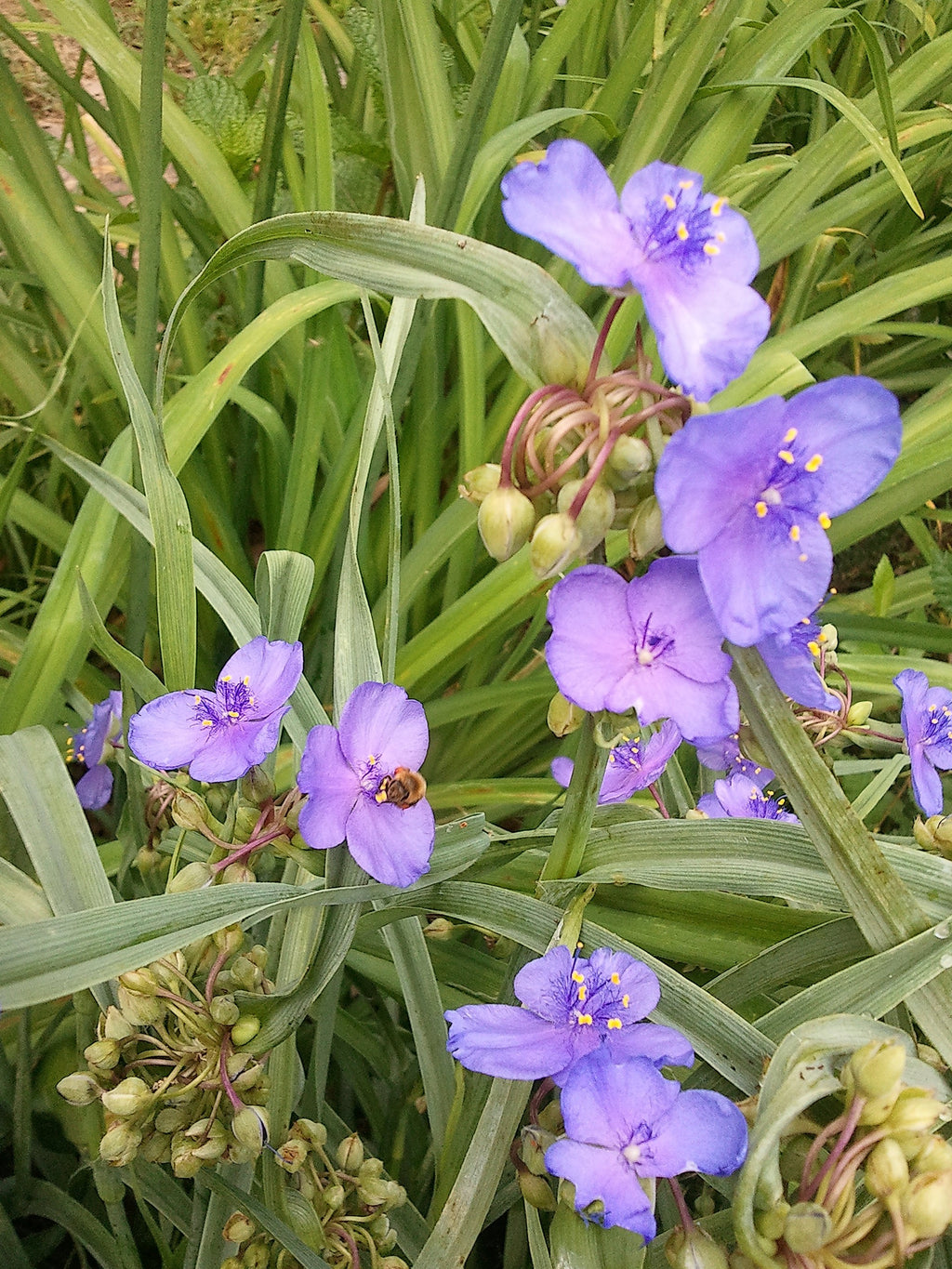 Ohio Spiderwort (Tradescantia Ohiensis)