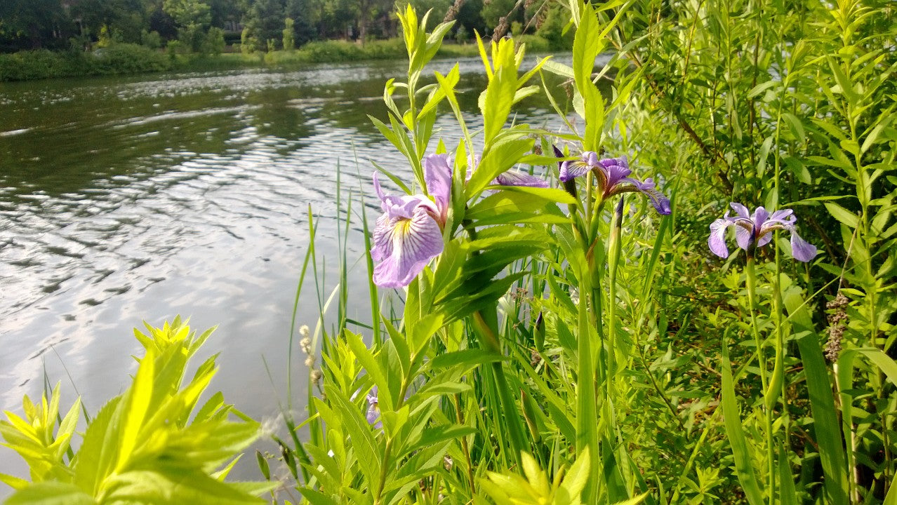 Harlequin Blueflag Iris (Iris Versicolor)