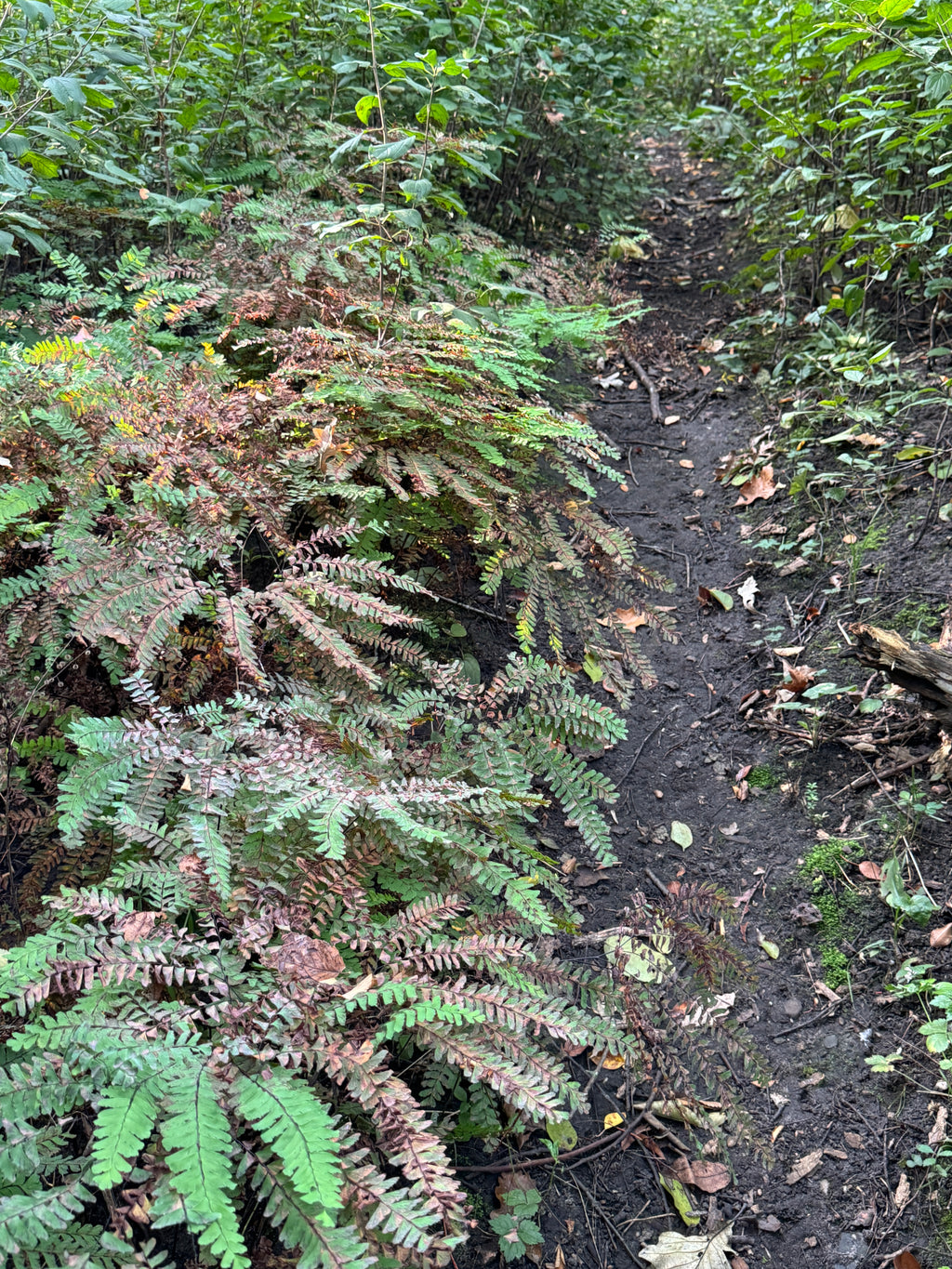 Maidenhair Fern (Adiantum pedatum)