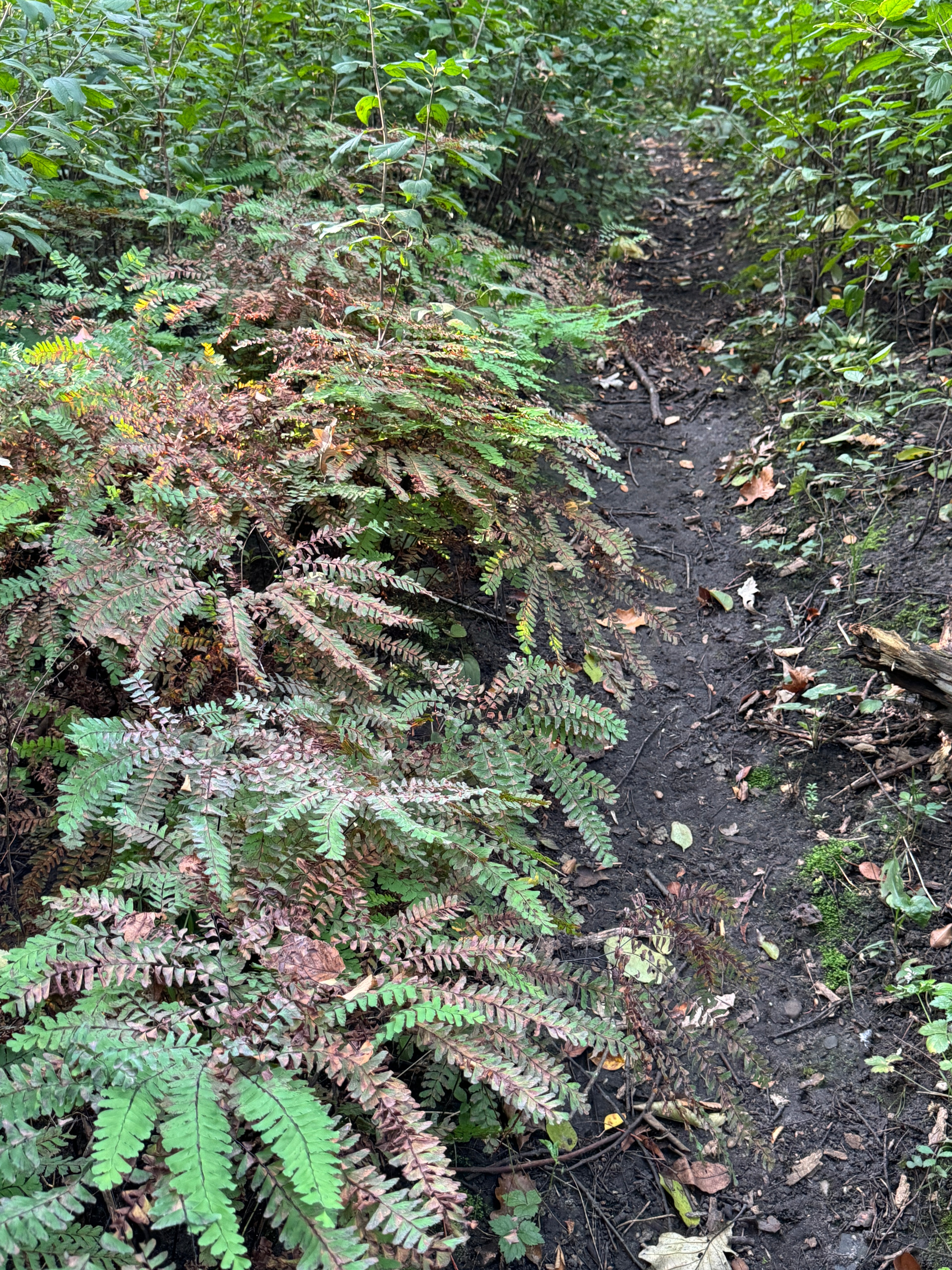 Maidenhair Fern (Adiantum pedatum)