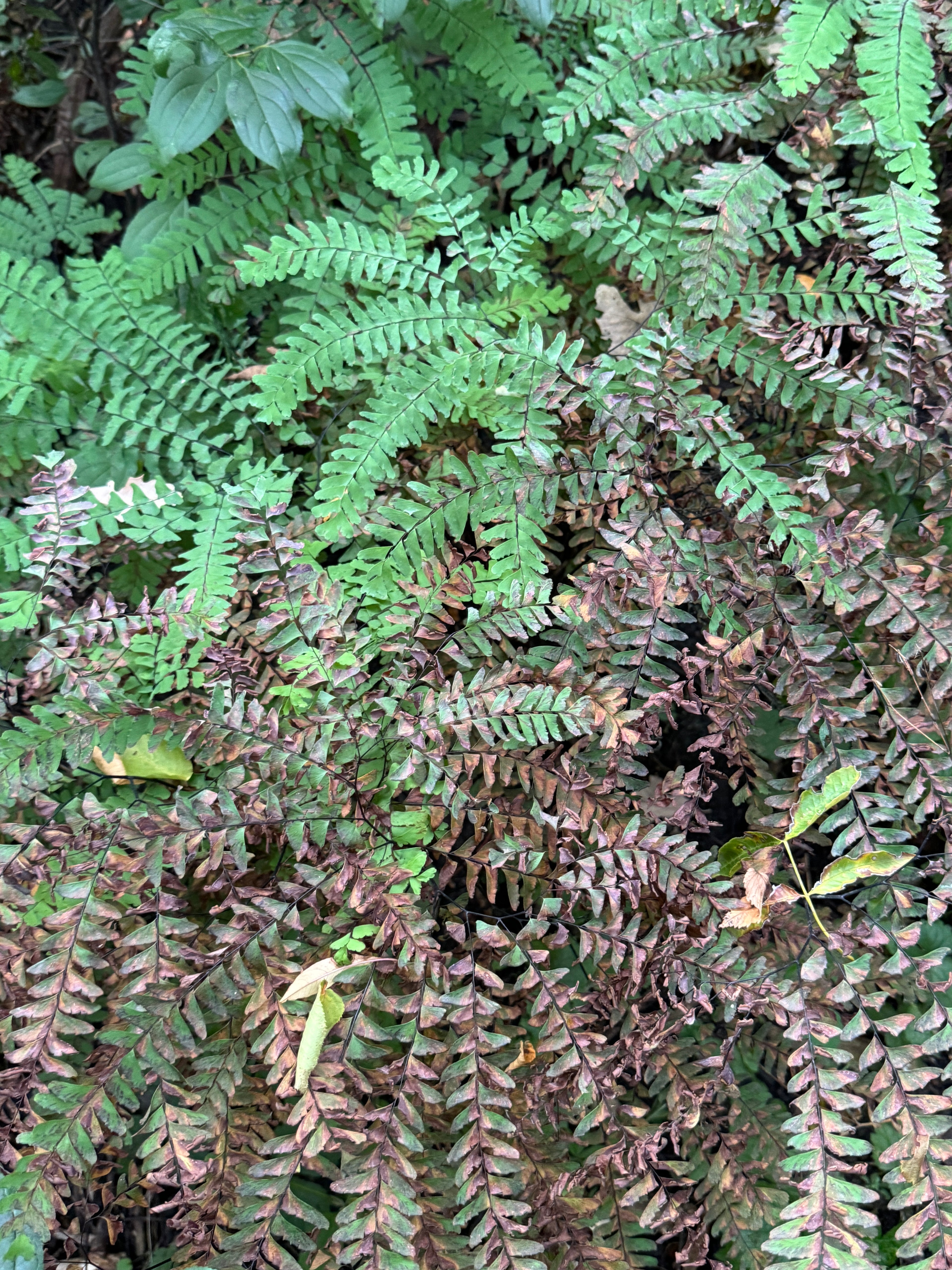 Maidenhair Fern (Adiantum pedatum)