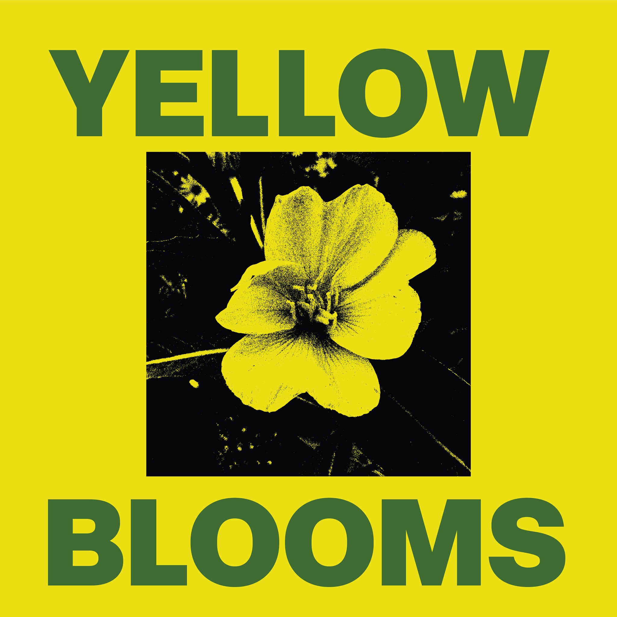 Prairie Sunflower (Helianthus Petiolaris)