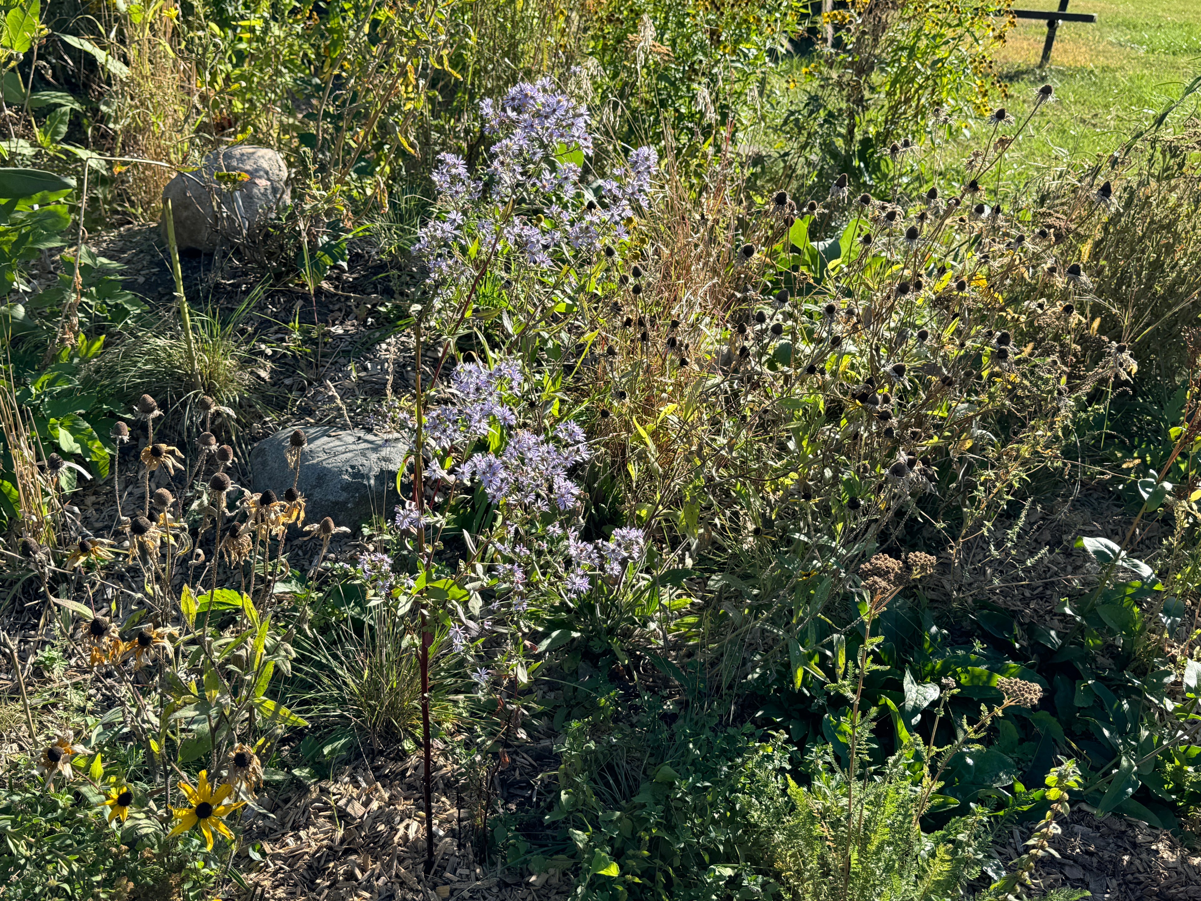 Lindley's Aster (Symphyotrichum Ciliolatum)