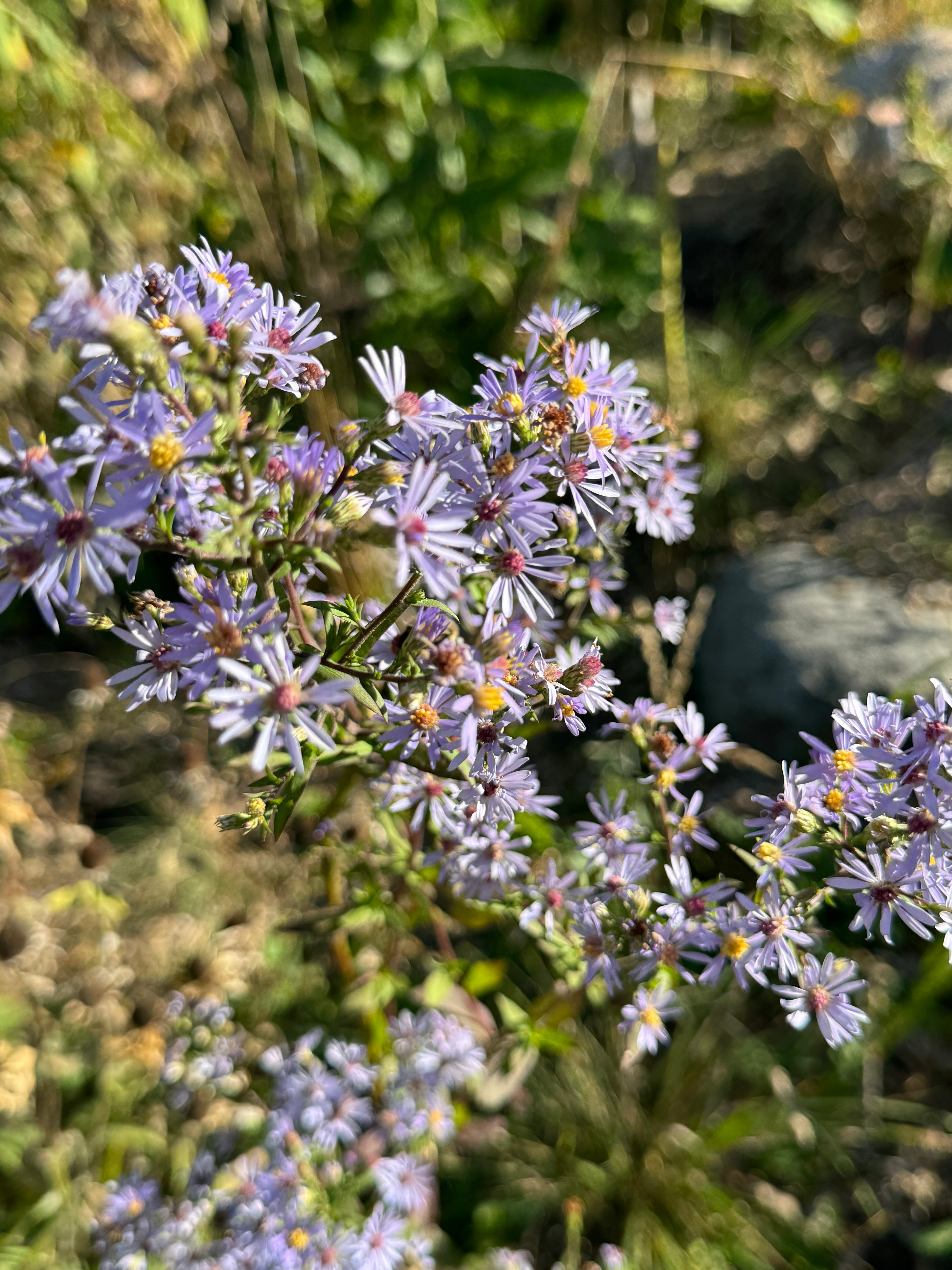 Lindley's Aster (Symphyotrichum Ciliolatum)