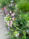 Nodding Onion (Allium Cernuum)