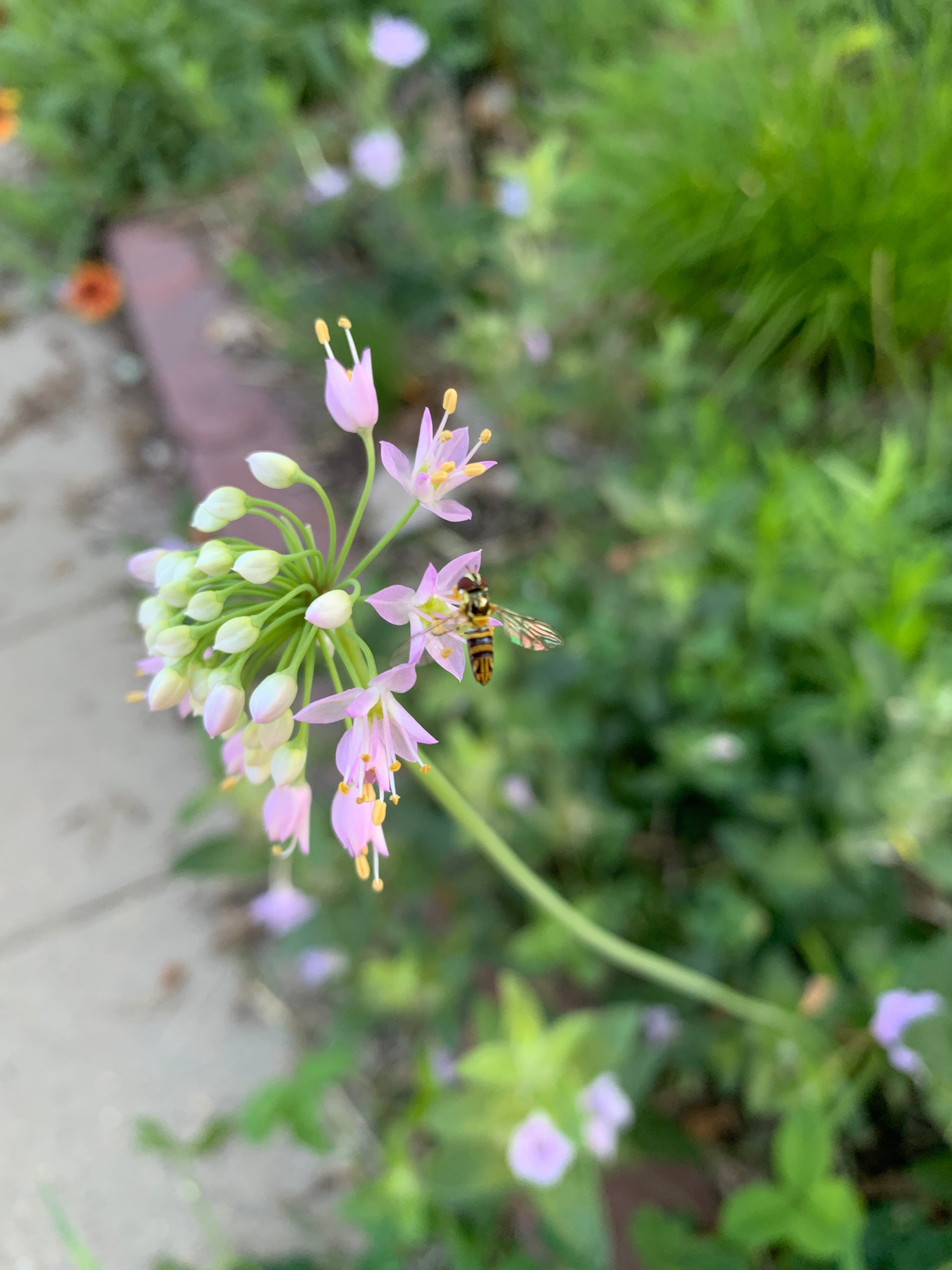 Nodding Onion (Allium Cernuum)