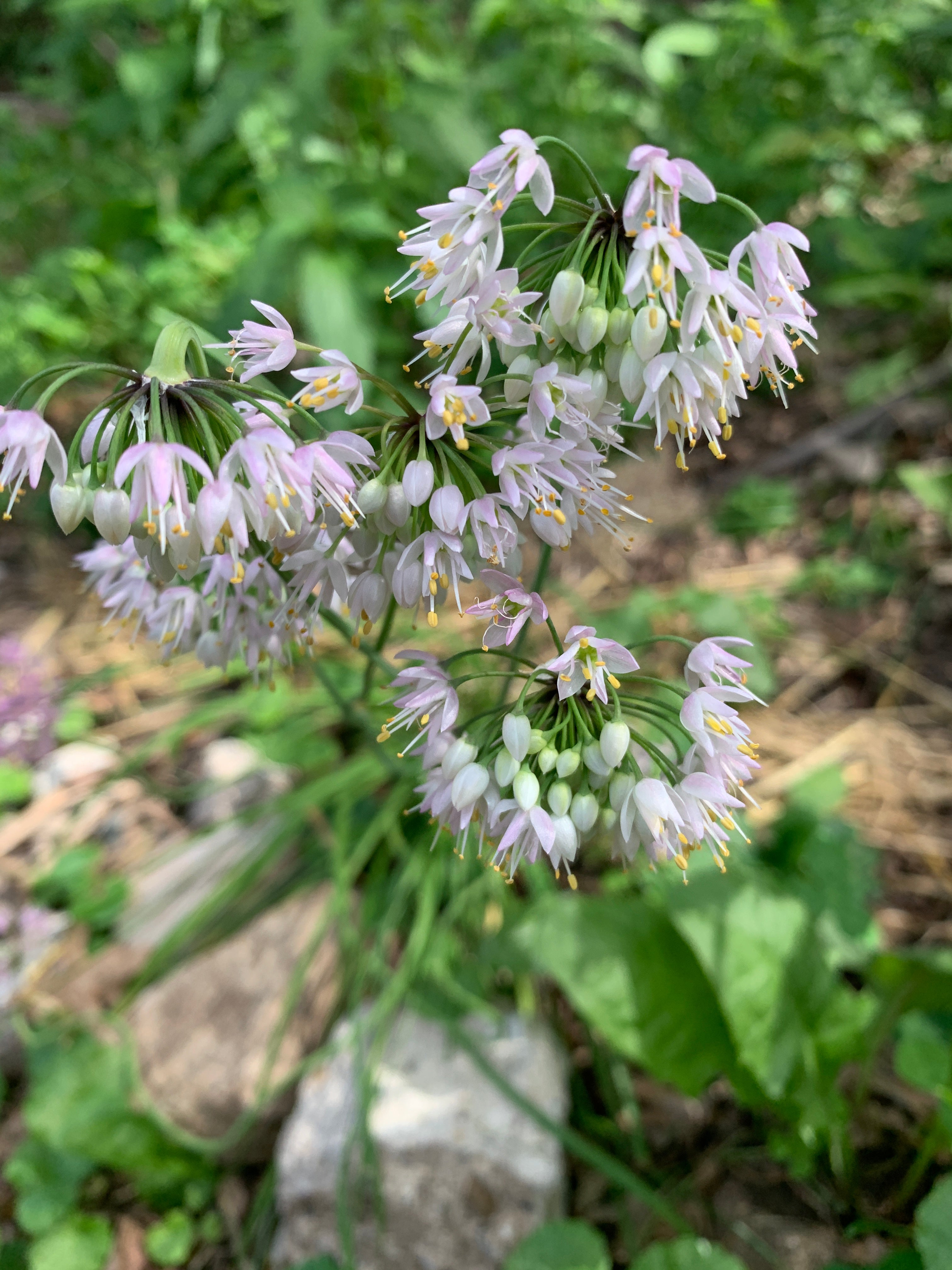 Nodding Onion (Allium Cernuum)