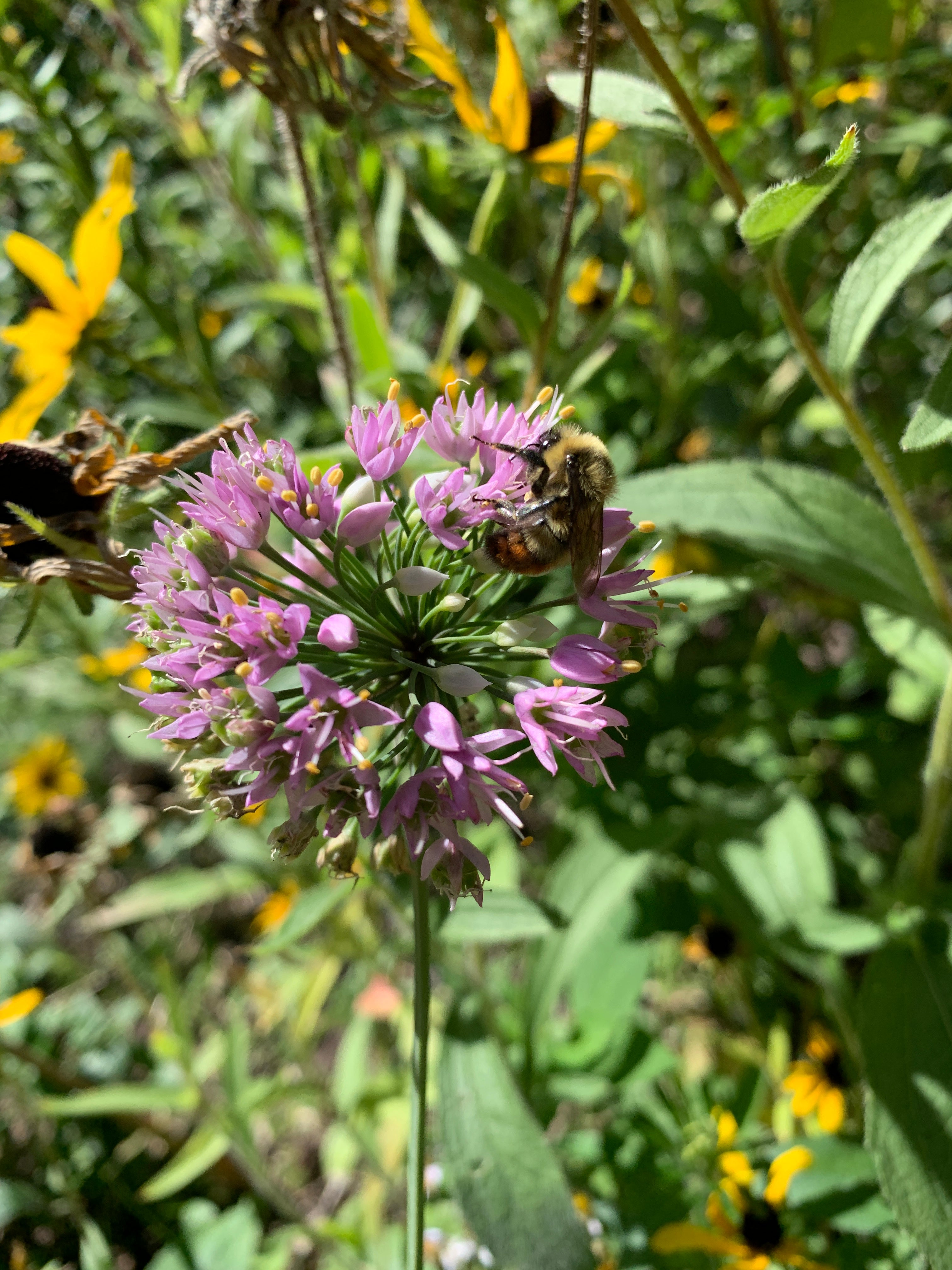 Prairie Onion (Allium stellatum)