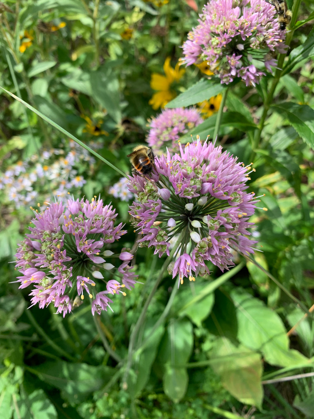 Prairie Onion (Allium stellatum)