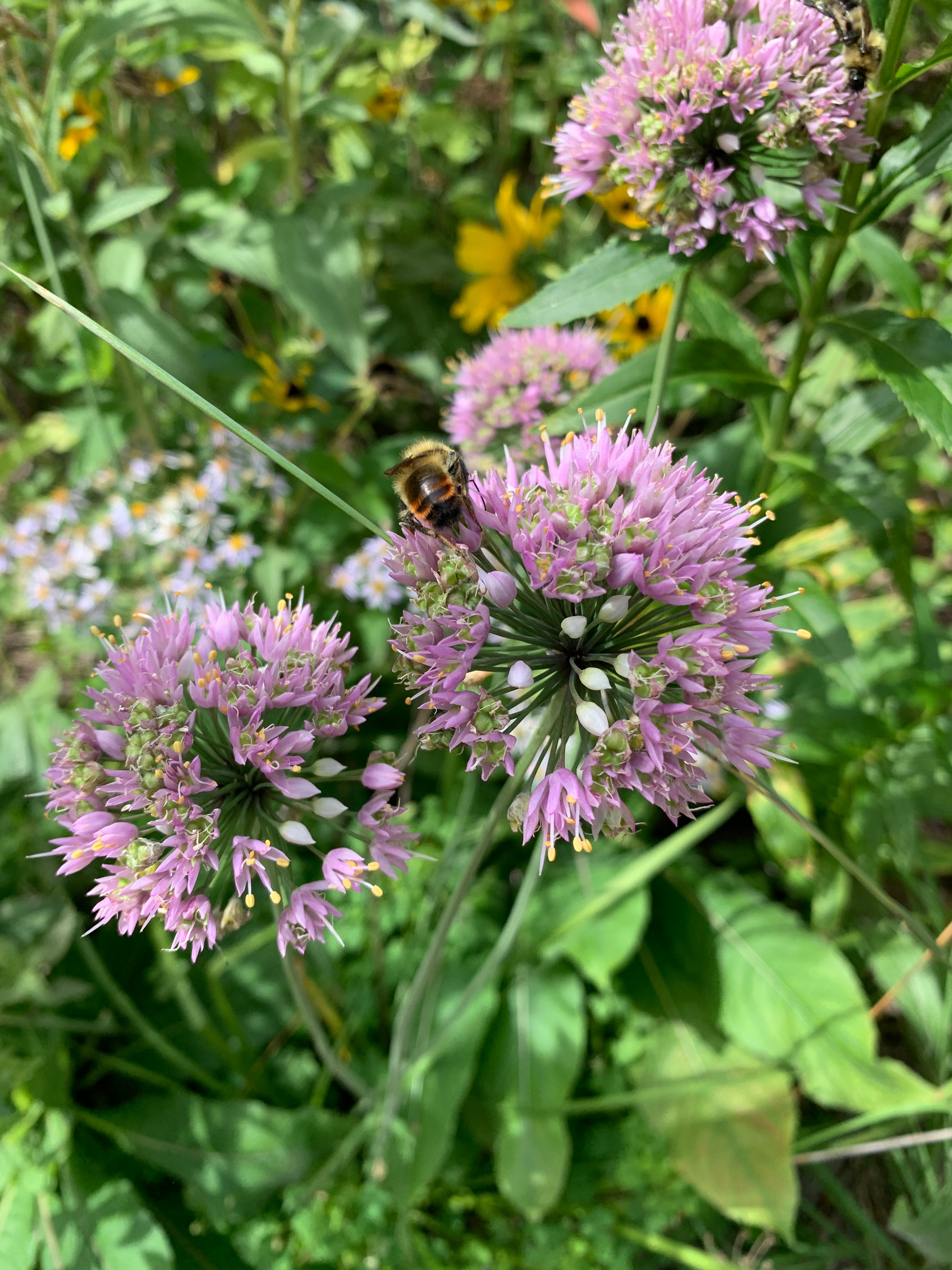 Prairie Onion (Allium stellatum)