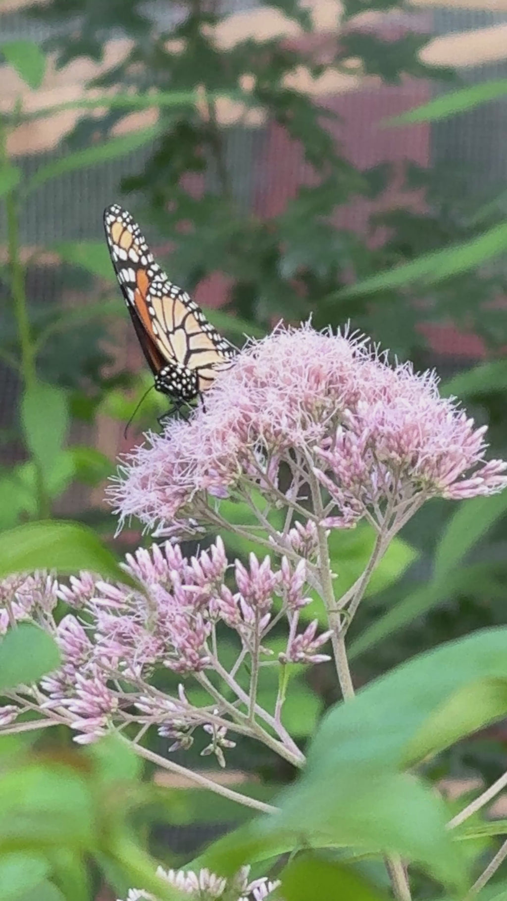 Sweet Joe Pye Weed (Eutrochium Purpureum)