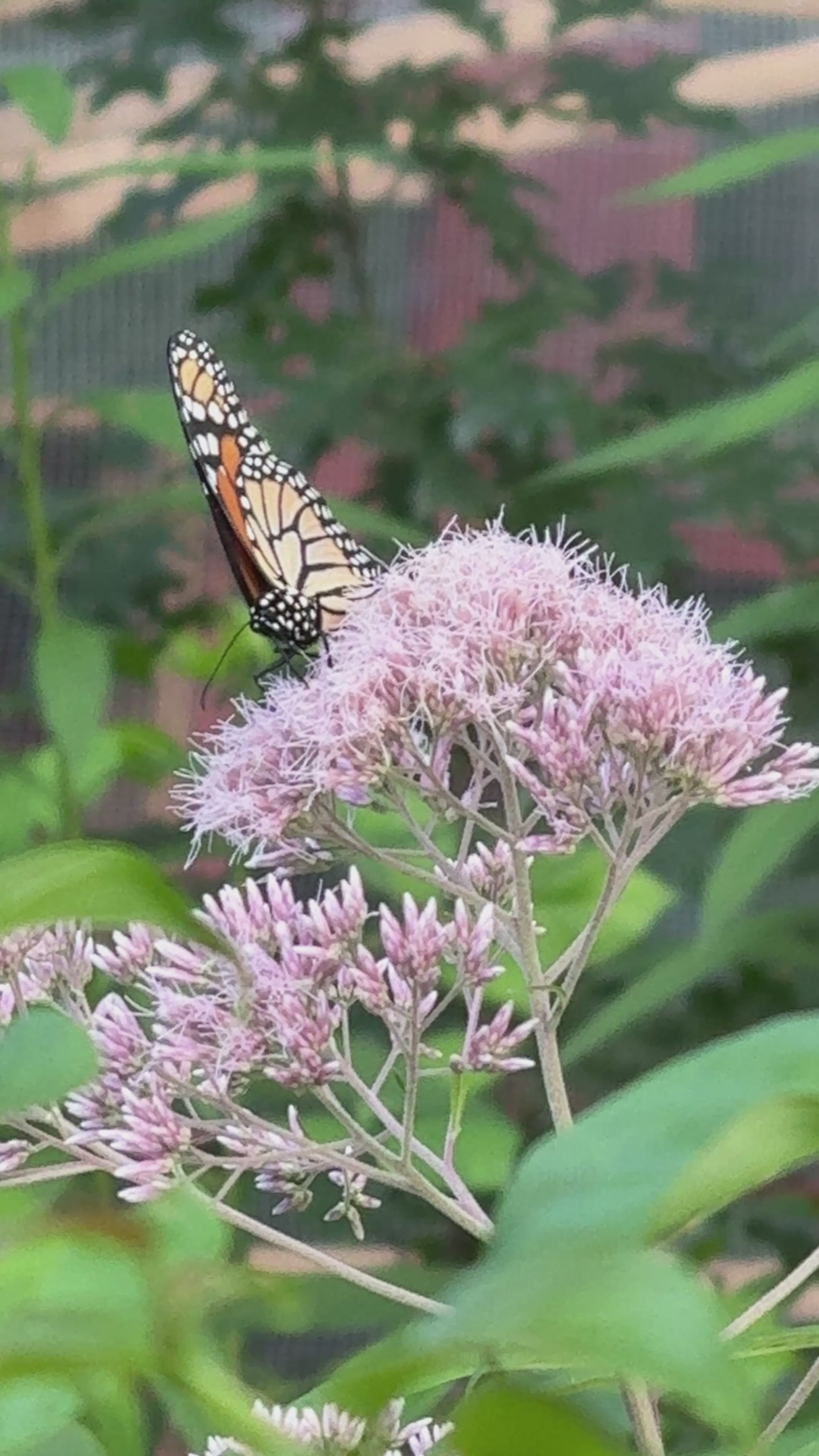 Sweet Joe Pye Weed (Eutrochium Purpureum)